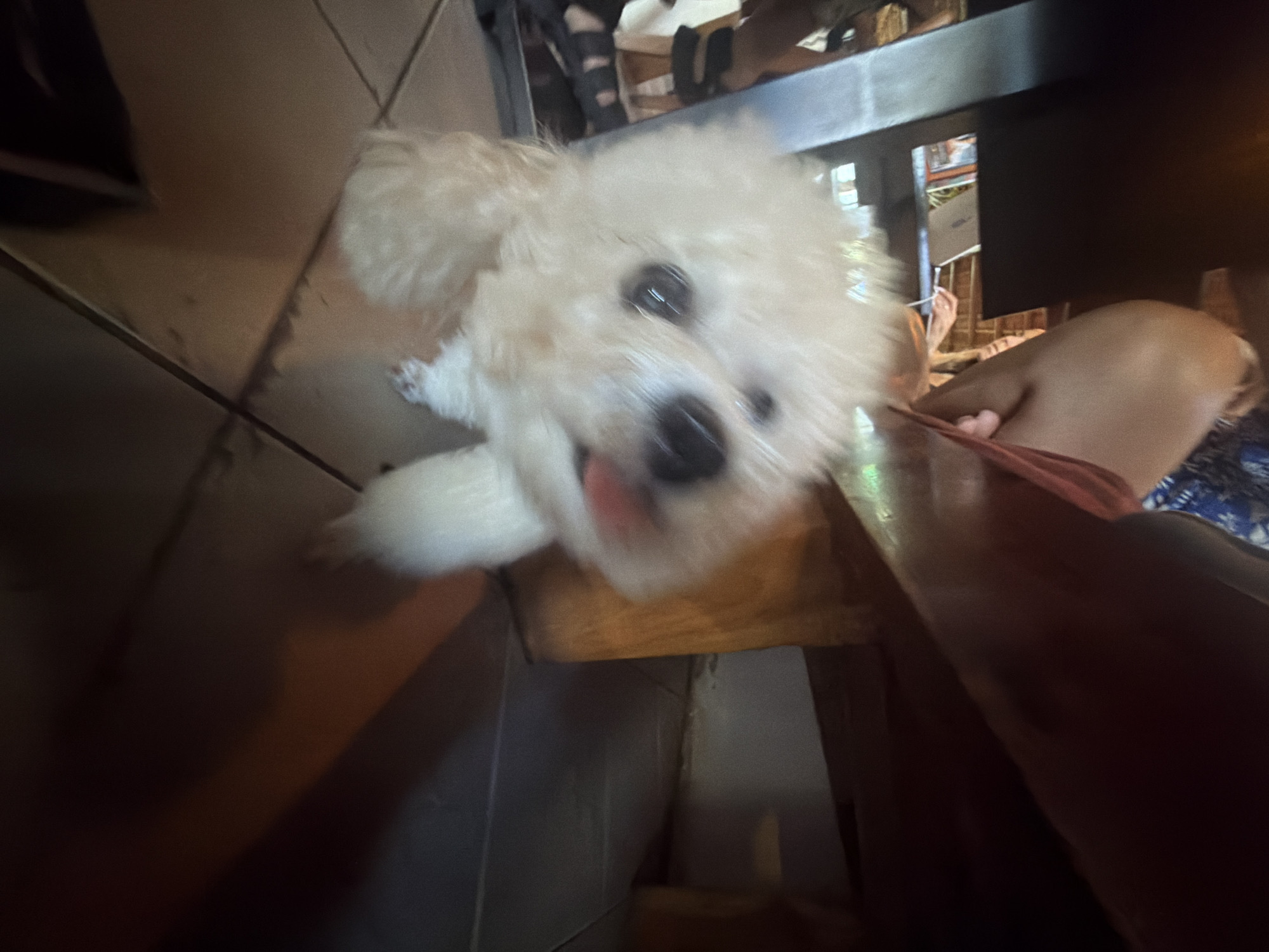 The image is a close-up, high-angle shot of a small, white Bichon Frise dog. The dog appears to be sitting on a wooden surface, possibly a chair or stool. The dog is looking up at the camera with its tongue slightly sticking out. Part of a person's leg is visible on the right side of the frame. The location is the city of Peliatan, Indonesia. The environment is indoor, with other furniture and objects slightly blurred in the background.