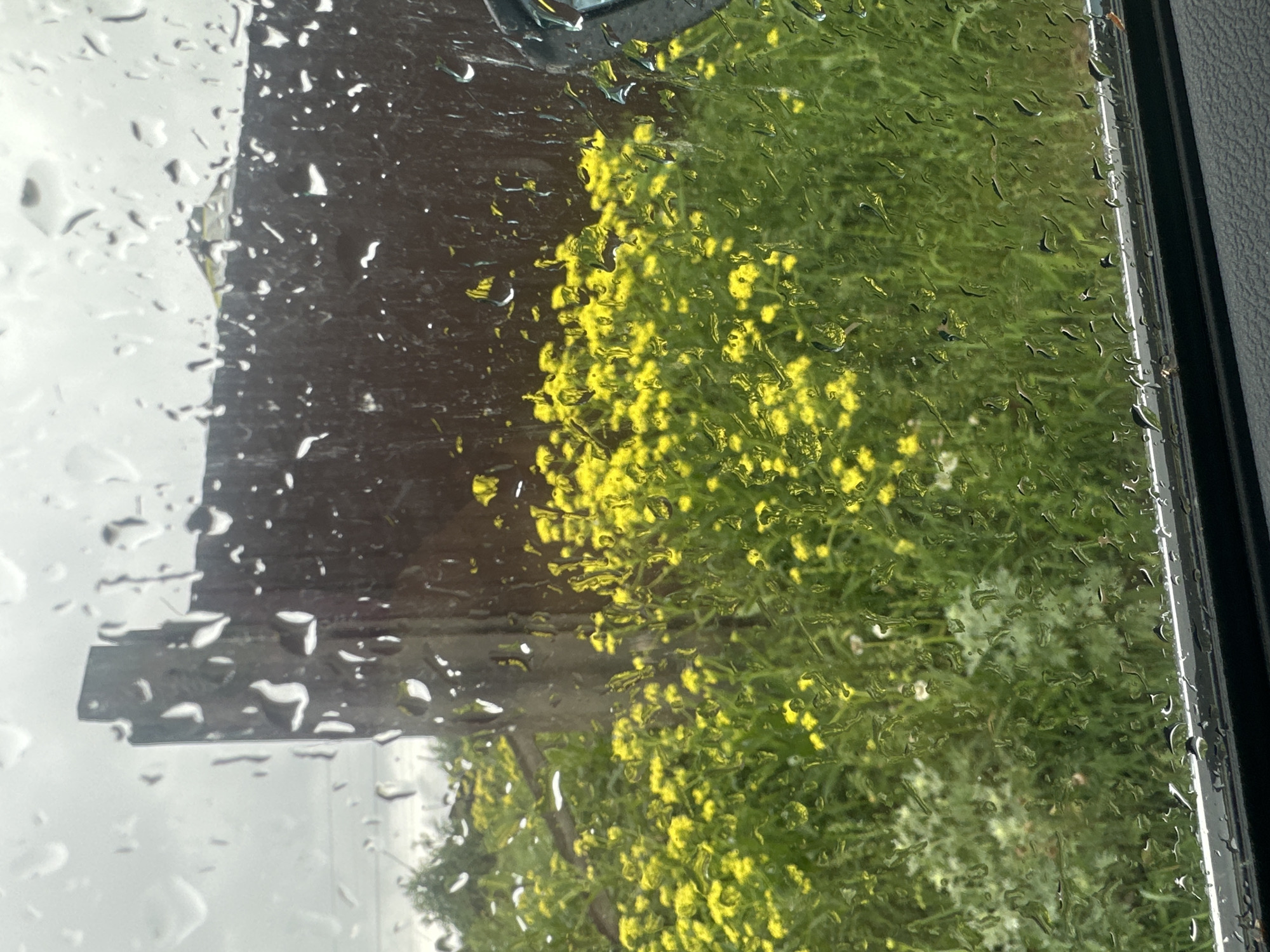 The image appears to be taken from inside a vehicle, looking out through a rain-covered window. Outside, there is a view of vegetation, including what appears to be a patch of yellow flowers amid green foliage. There is also a dark, possibly wooden structure visible through the rain droplets on the window. The scene is hazy due to the rain. The location is not specified.