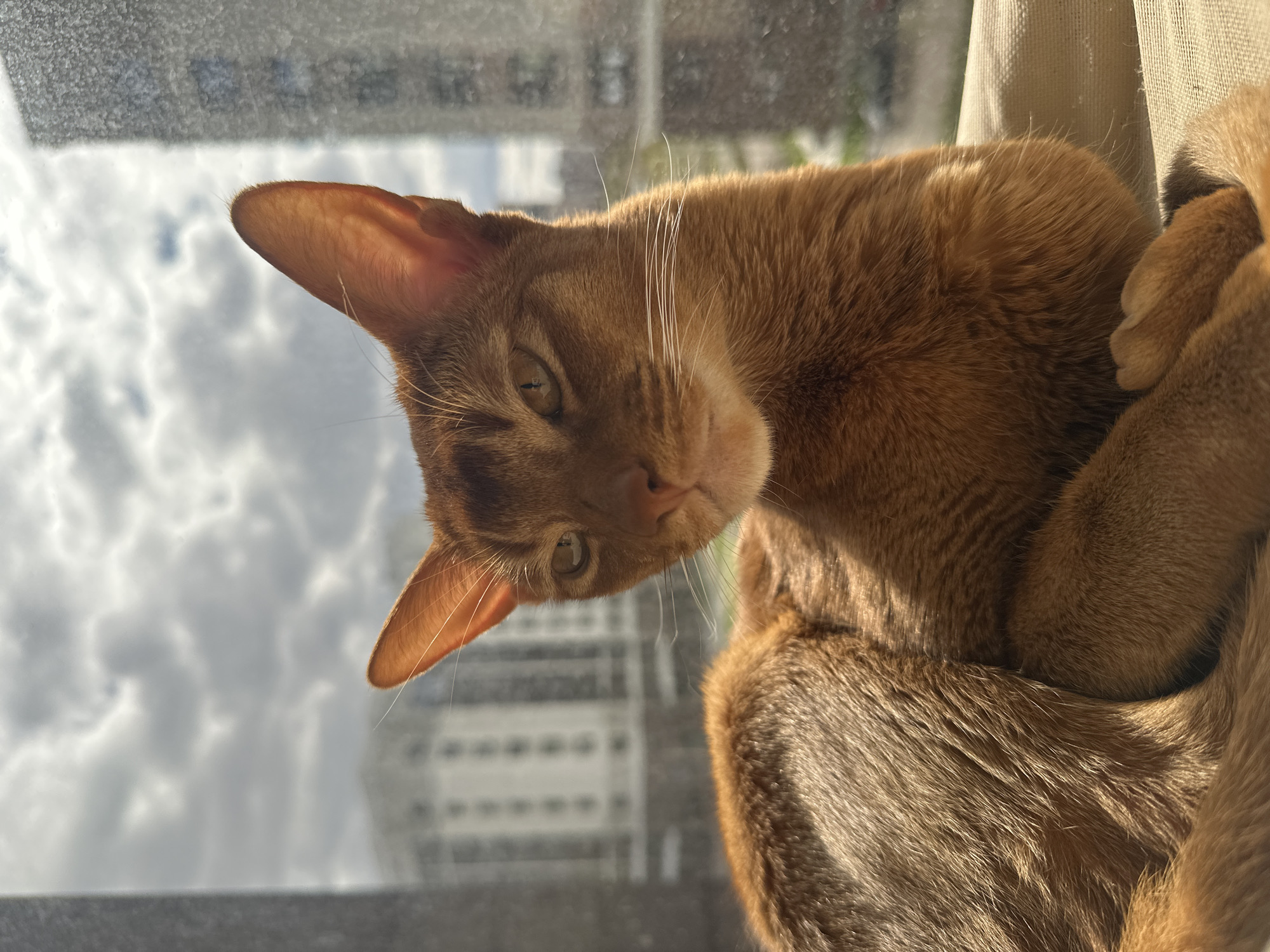 A close-up image shows a reddish-brown cat, possibly an Abyssinian, looking down at the viewer. The cat's head is tilted, and its large ears are visible. Its eyes are slightly narrowed, and it has white whiskers. The cat is positioned near a window. Outside the window, a cityscape with white buildings is seen. The buildings have a grid-like pattern of windows. The sky is cloudy. The location appears to be Kazan, Russia, based on the architectural style of the buildings. The lighting is bright, suggesting daylight. The cat's fur appears soft and well-groomed.