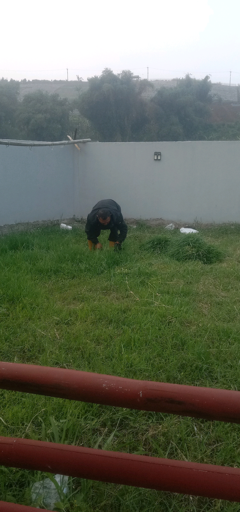 A man in a dark jacket and yellow boots is bent over in a grassy yard, appearing to be tending to something on the ground. He is positioned in front of a light gray wall that surrounds the property. The yard is covered in green grass, and there are some white objects scattered on the ground near the wall. Beyond the wall, a treeline is visible with a hazy sky overhead. In the foreground, two horizontal red bars are partially visible.