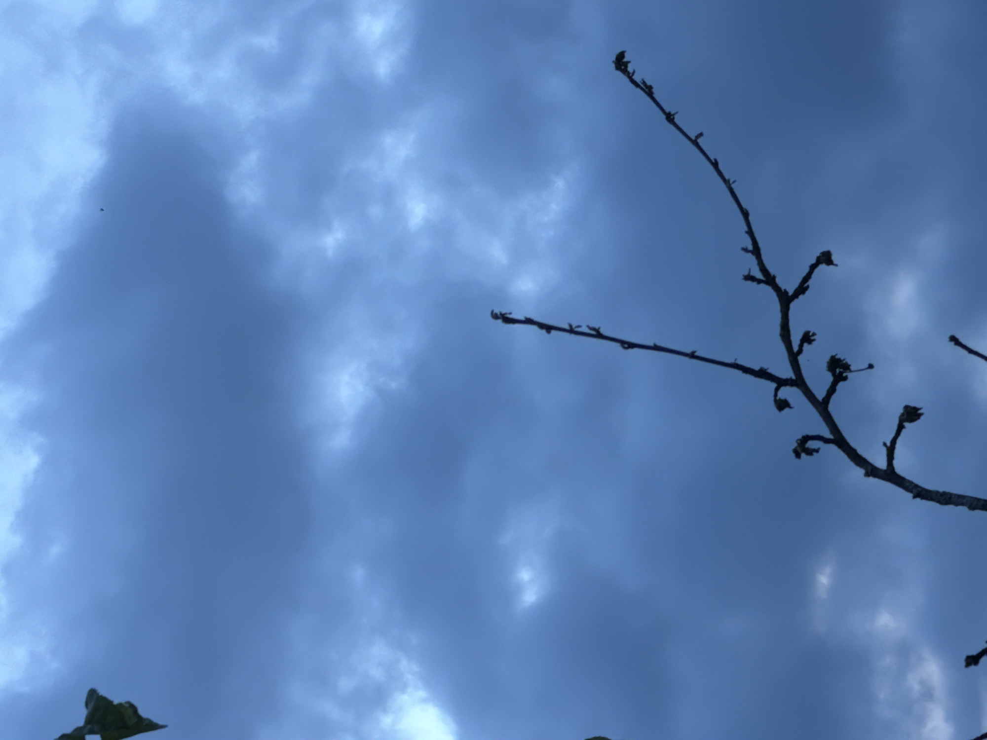 The image depicts a dark, cloudy sky, possibly at dusk or during a storm. Silhouetted against the sky are bare branches of a tree, some with a few small buds or leaves. In the upper left corner, a single dark green leaf is visible. The overall atmosphere is somber and potentially ominous. No people or man-made structures are discernable in the image. The location is not specified within the visual information provided.