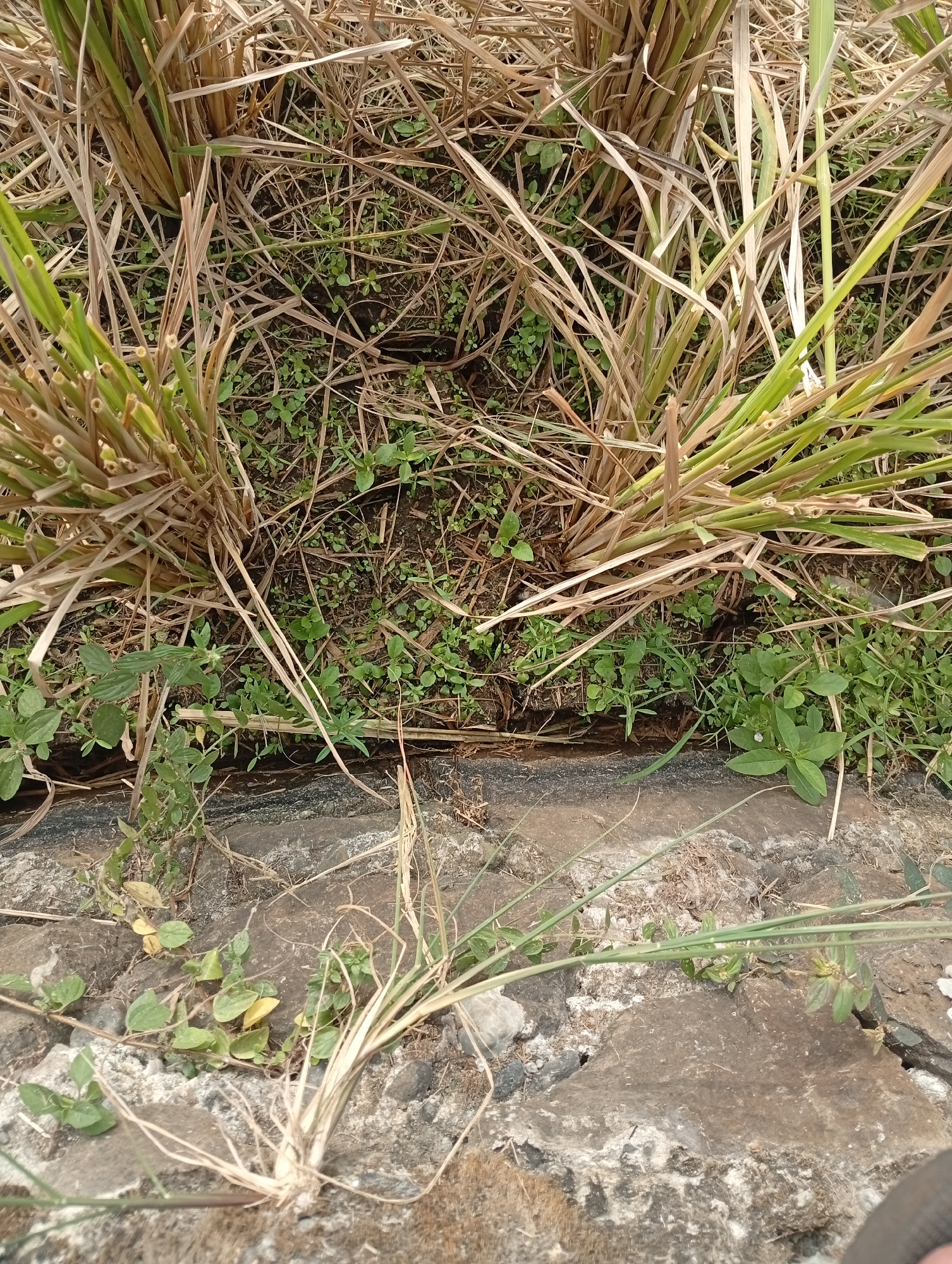 The image shows a close-up view of a grassy area with dry straw and some green plants growing between rocks. The lighting suggests it is daytime. The setting appears to be an outdoor environment, possibly a field or garden. There are no people or discernible structures visible in the frame. The focus is on the natural elements of the ground, including dirt, rocks, dry straw, and small green plants.