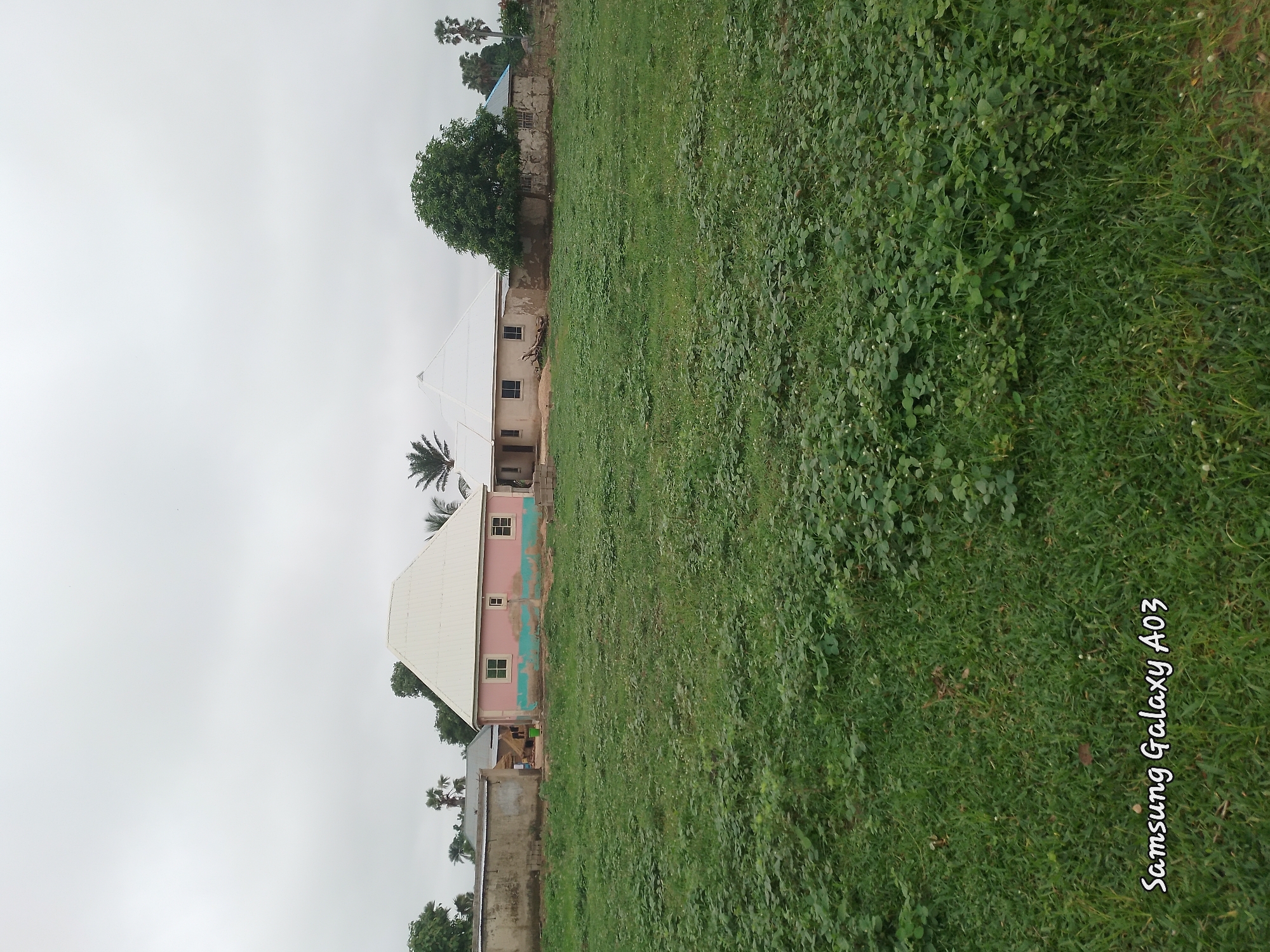 The image captures a somewhat overcast day in Doka-Tofa, Nigeria, with a wide expanse of green vegetation dominating the foreground. The vegetation consists of a mix of grass and low-lying plants with small white flowers. In the middle ground, a pale pink house with a white, multi-faceted roof stands prominently. The house has several windows with light-colored frames. To the left of this house is a concrete wall, partially covered by vegetation, and further to the left, another building with a corrugated metal roof is visible. To the right of the pink house, there is another building constructed from what appears to be mud or concrete blocks, with a simple blue roof. Several trees, including palm trees, are scattered throughout the scene, some taller and more mature than others. The sky is a uniform grey, suggesting cloudy conditions. A watermark at the bottom left corner of the image reads "Samsung Galaxy A03". There are no people or animals visible in the frame.