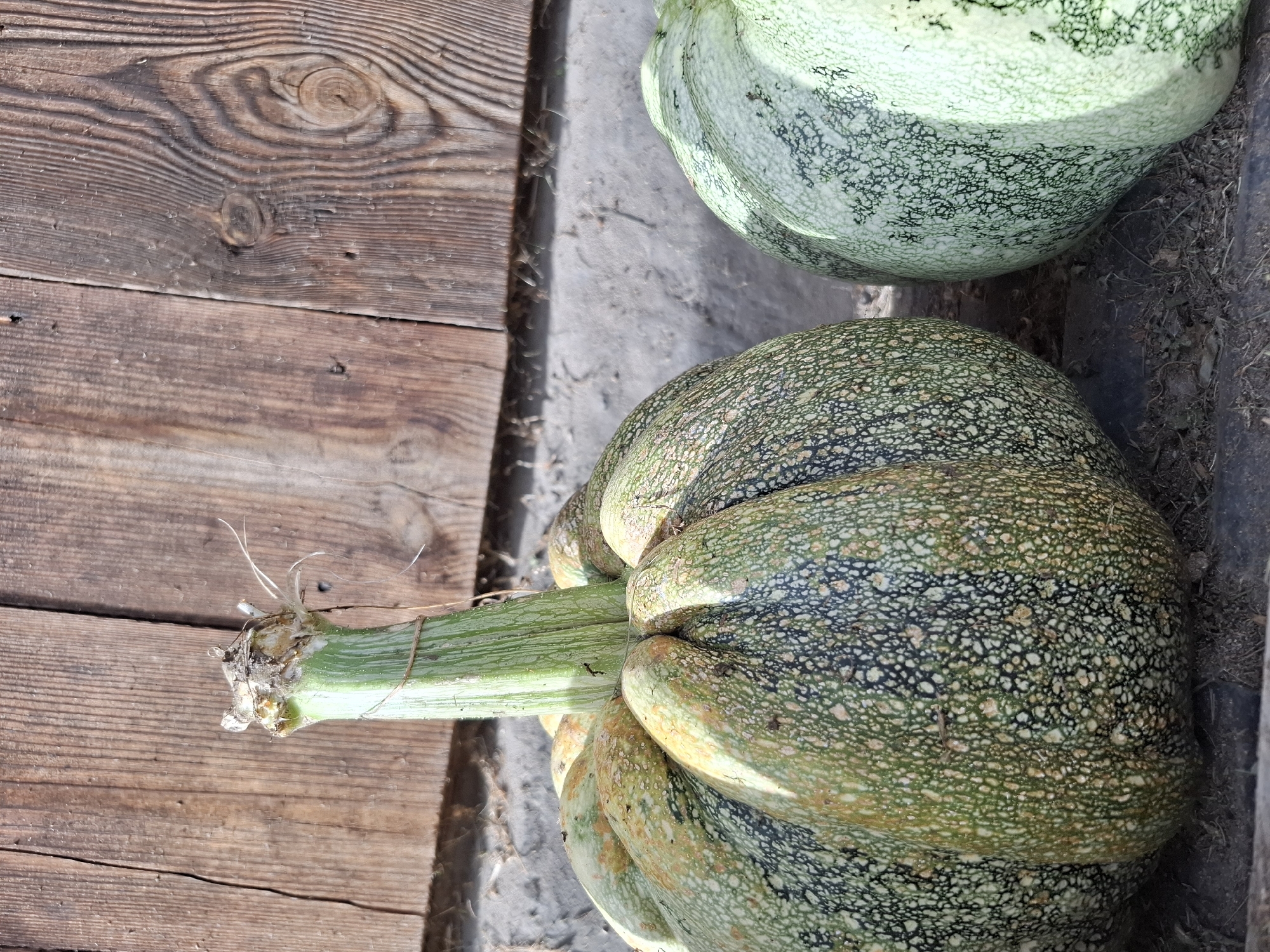 Two uncarved pumpkins sit on the ground against a wooden wall. The pumpkin in the foreground is larger and has a textured green and tan rind. It is connected to a thick green stem. The second pumpkin is to the right and is lighter green with a similar textured rind. The wooden wall behind them is weathered and has visible wood grain. The ground appears to be dirt and possibly sand. The scene is likely outdoors in a rural setting, possibly a garden or farm. The location is specified as Амзя, Russia.