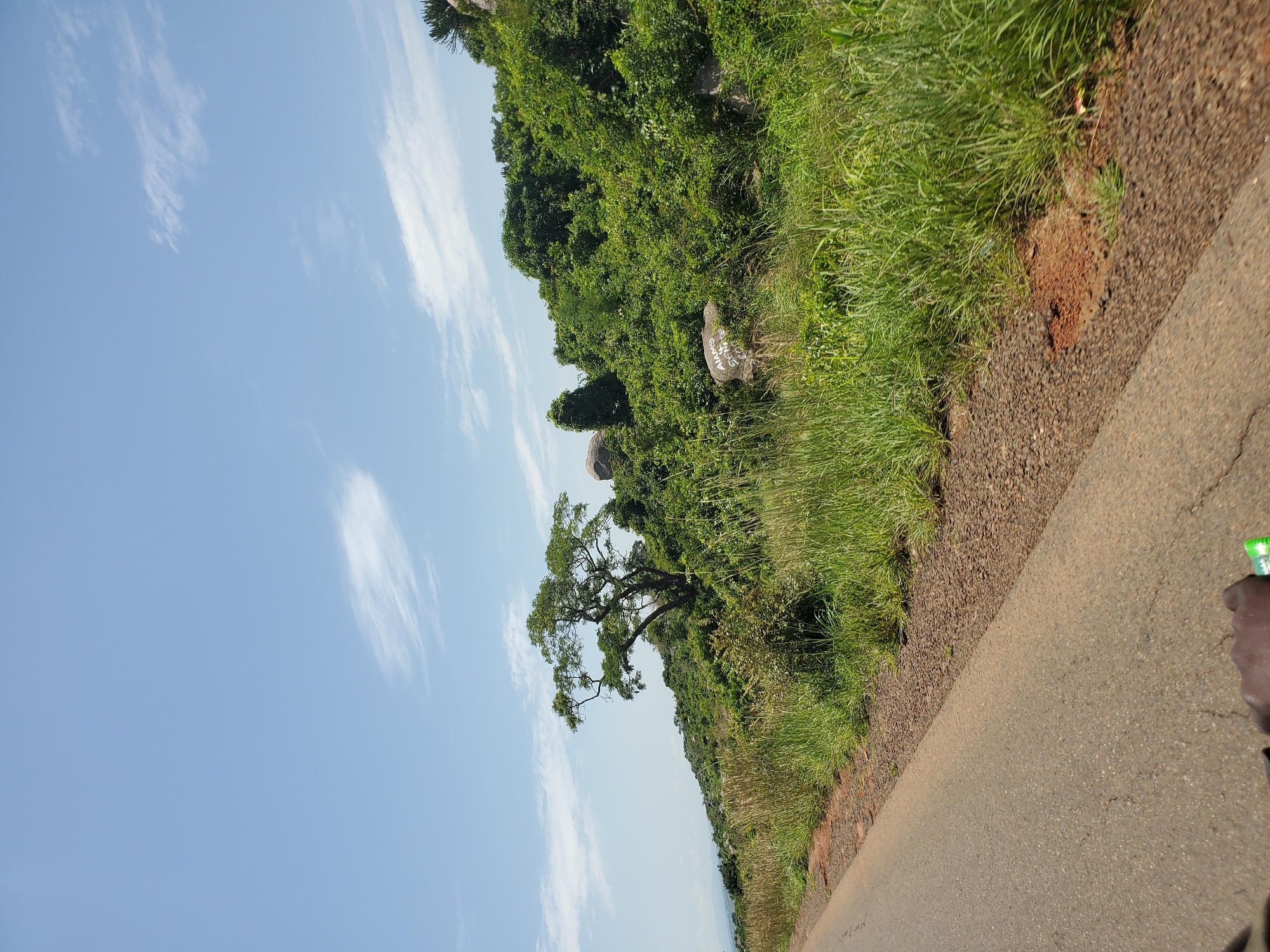 The image depicts a rural roadside scene under a bright, partly cloudy sky. A paved road runs along the left side of the frame, with a shoulder of gravel and dirt. Tall green grass and vegetation line the roadside, extending up a gently sloping hill. A solitary, large tree with a distinctive branching structure stands prominently on the hillside, its canopy spreading wide. The hill is covered in dense green foliage and scattered large rocks. On one of the rocks, graffiti is visible, with the words "AIAMS" and "SENSE" painted in white. The background shows a hazy, distant landscape of rolling hills. The image appears to be taken from a moving vehicle, as indicated by the slight motion blur on the road and the presence of a hand holding a green object in the lower right corner. The environment suggests a warm, possibly tropical or subtropical climate. The location is identified as Pankshin, Nigeria.