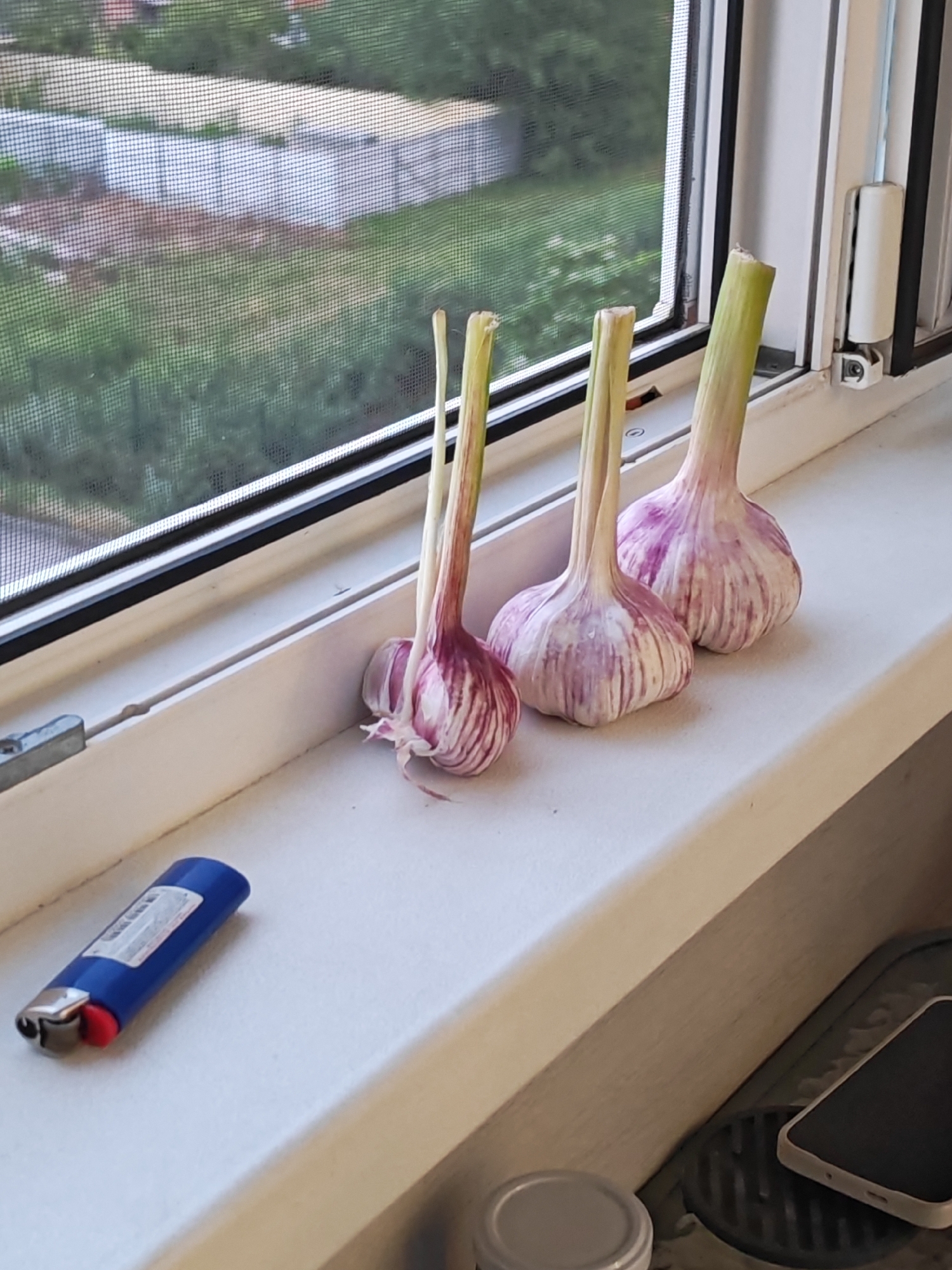 Three bulbs of fresh garlic are placed on a white windowsill. A blue lighter with a red tip rests to the left of the garlic. Beyond the windowsill, through a window screened with mesh, a blurry view of green trees and foliage is visible, suggesting an outdoor environment. The overall scene is consistent with a residential setting. The location in Bataysk, Russia is not discernible from the image.