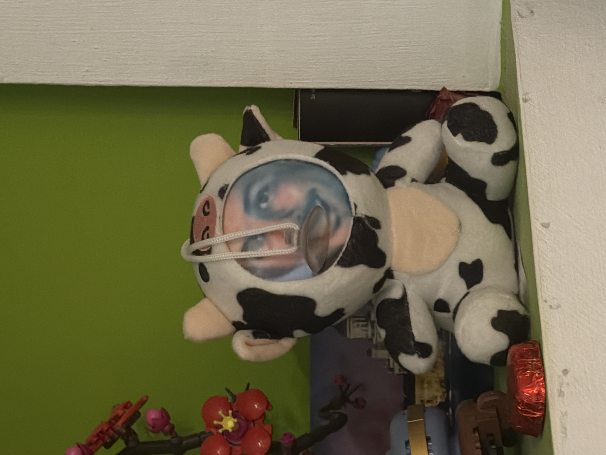 The image displays a close-up, static arrangement on a white shelf against a bright green wall, situated in Sofia, Bulgaria. Centrally positioned is a plush cow toy, white with black spots, featuring a transparent facial window that frames a blue-tinted male human face with a mustache and beard. A silver-colored chain or strap hangs across the top of this transparent area. To the left, a decorative branch with red and pink flowers, including one red bloom with a yellow center, is partially visible. A single red foil-wrapped chocolate rests on the shelf below the flowers. In the background, behind the plush toy, a blurred image of a building with a prominent dome or tower structure is visible, consistent with a potential Sofia landmark. A white vertical architectural element borders the right side of the frame, with a dark, rectangular object partially obscured behind the plush toy.