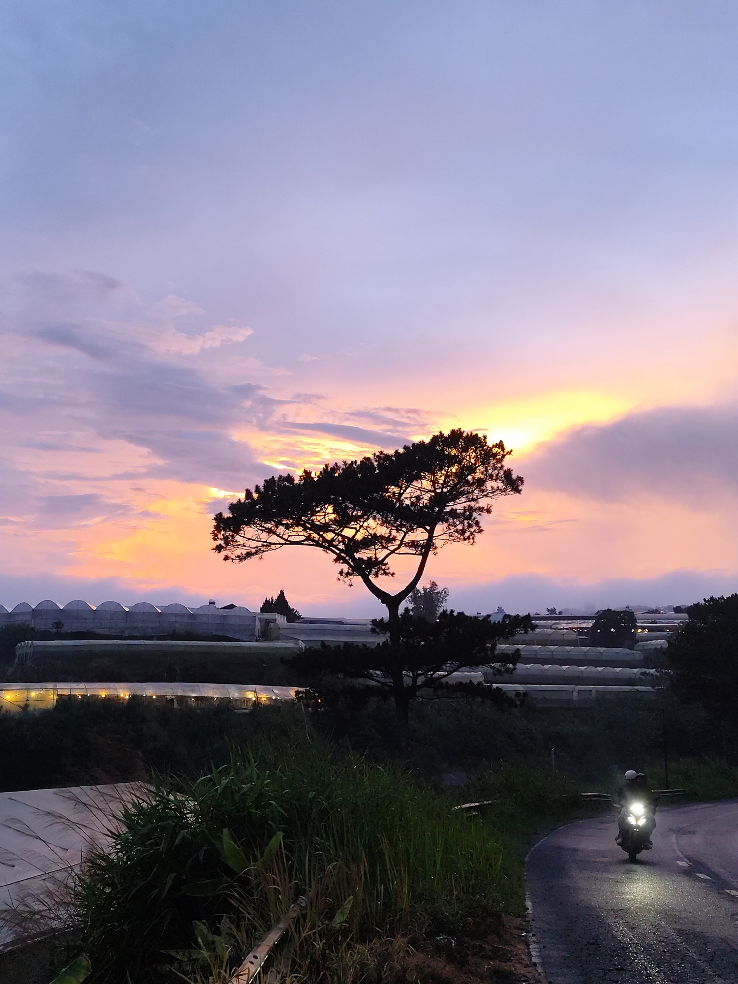 A long-shot photograph captures a landscape at dawn or dusk, possibly in Da Lat, Vietnam, featuring a tree silhouetted against a colorful sky. The sky is a blend of purple, orange, and yellow hues, indicating either sunrise or sunset. The silhouette of a tree dominates the central area of the composition. In the background, there are several rows of greenhouses stretching across the landscape, illuminated by internal lights. A road curves along the lower right of the frame. A motorcycle is traveling down the road with a rider and possibly a passenger, its headlight visible. Vegetation, including tall grass and plants, grows along the roadside.