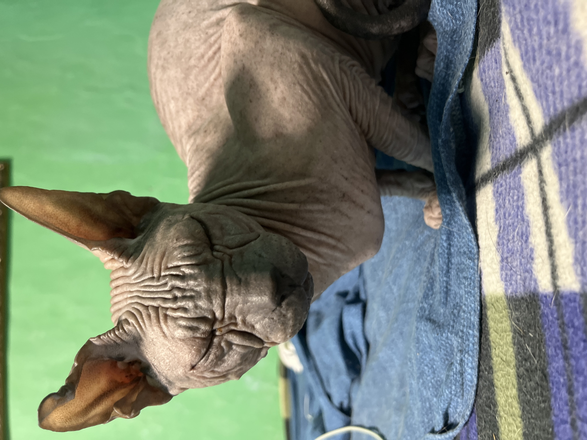 This media file features a close-up, rotated shot of a Sphynx cat. The cat, with its characteristic wrinkled skin and prominent ears, is the primary subject. It appears to be resting on a blue fabric, possibly a blanket or clothing, which is juxtaposed with a patterned blanket featuring stripes of purple, white, and green. The background is a solid, vibrant green, suggesting an indoor setting. The lighting appears to be artificial, as there are no clear indications of natural light sources or outdoor environmental cues. The image captures the cat from a low angle, emphasizing its texture and facial features. There is no visible text within the frame, nor any clear indication of a specific time of day, weather conditions, or explicit emotional state of the animal beyond a relaxed posture. The location context of Nizhny Tagil, Russia, is not visually discernible from the image itself.