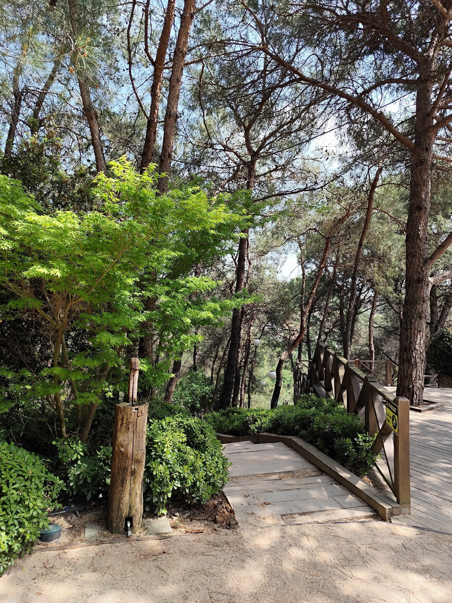 The image depicts a wooden pathway in a forest, likely a park or protected area. The pathway consists of a short set of steps leading to a longer boardwalk section with wooden railings. Trees, primarily pines, surround the path, creating a dense forest environment. A green tree is situated prominently to the left of the path. A short wooden post stands near the green tree. The scene is bathed in sunlight, suggesting a clear, sunny day. A sign with a yellow background can be seen on the railing. The location is likely in Sarıyer, Turkey, given the presence of pine forests in the region. No people are visible in the image.