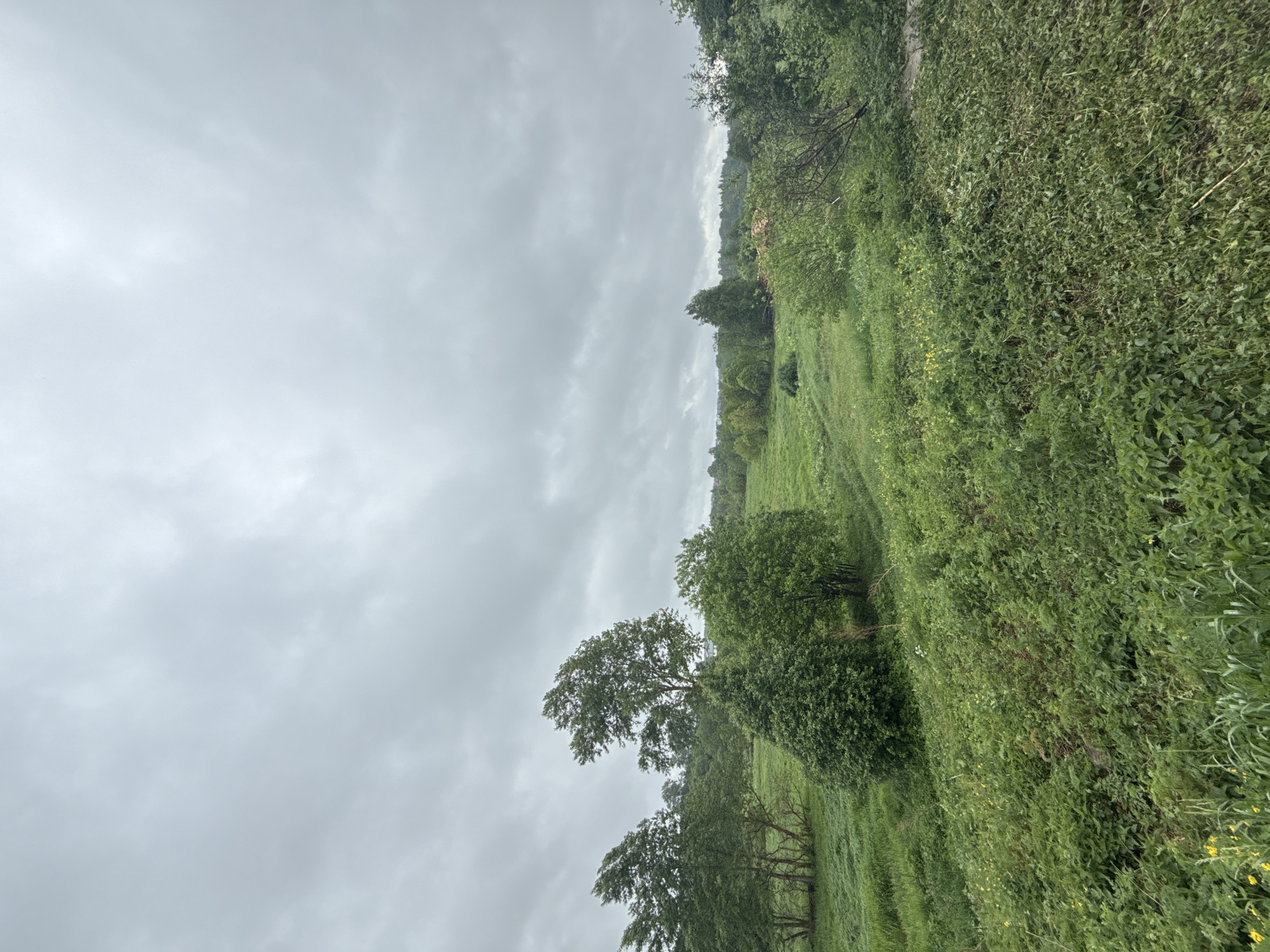 The image depicts a grassy field under an overcast sky. The location is Уральское, Russia. Trees line the edge of the field, and tall vegetation grows densely along the right side. The ground is predominantly green with patches of yellow flowers.