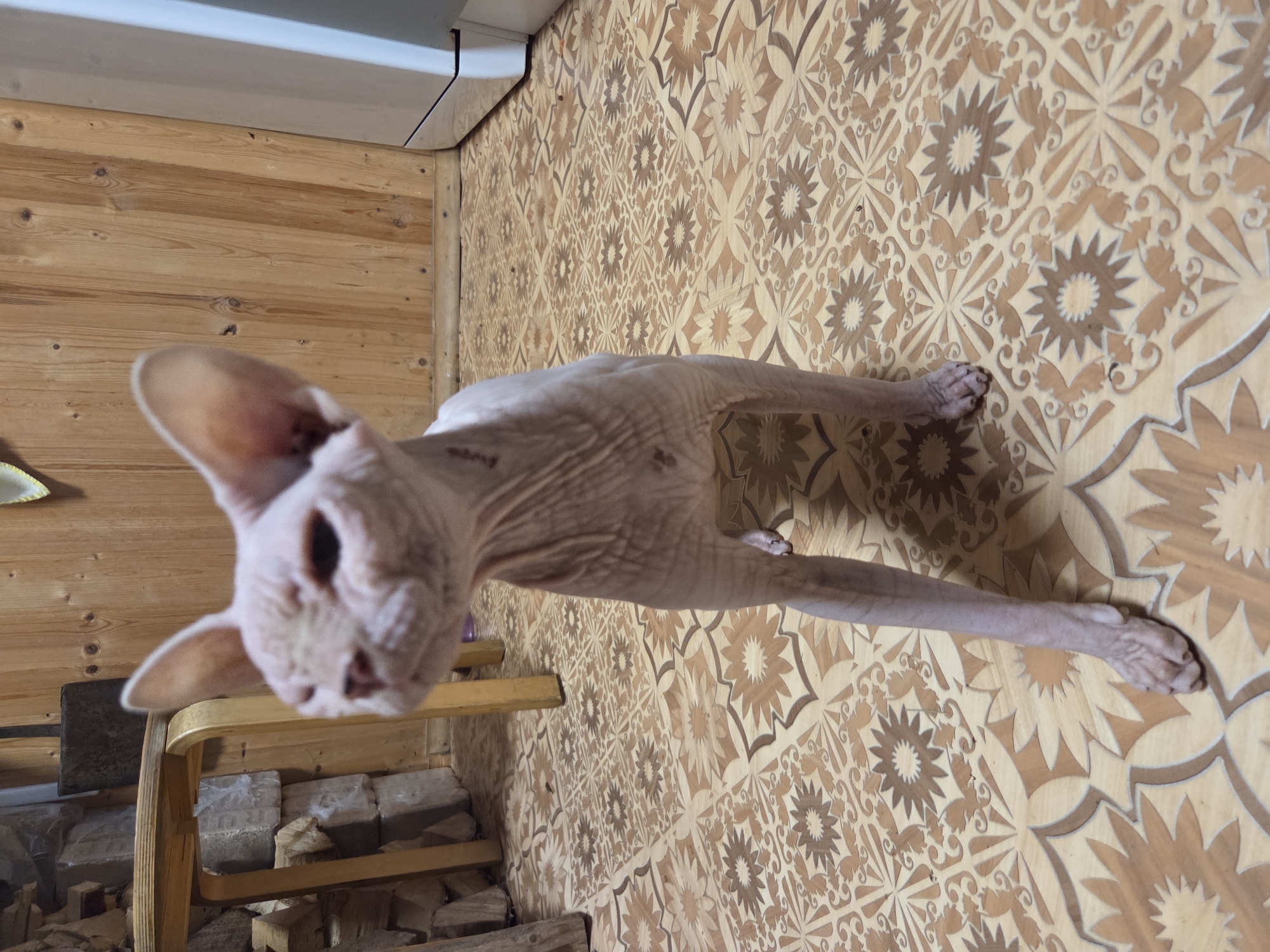 A hairless cat stands on a patterned floor in a room with wooden walls. The cat is pale pink and has large ears. The floor is covered with a linoleum or vinyl flooring with a repeating floral and geometric pattern in shades of beige and brown. To the left of the cat, there is a wooden stool with stacked logs behind it. To the right, a white appliance, possibly a refrigerator or washing machine, is partially visible. The overall environment appears to be domestic.