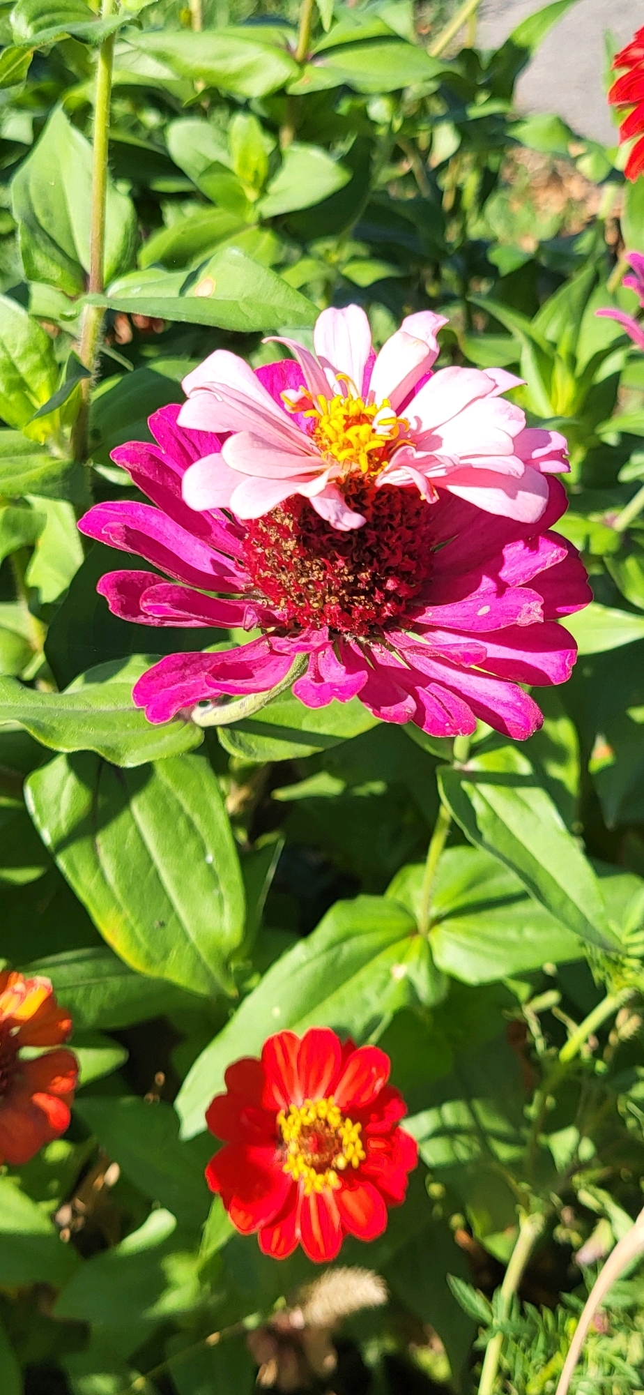 In Oskemen, Kazakhstan, a close-up, vertical shot captures a cluster of zinnias bathed in bright sunlight. The foreground is dominated by a large, two-layered zinnia with vibrant fuchsia petals forming the base layer and lighter pink petals nestled on top. Its center is a dark reddish-brown disk with visible texture. Below this, a smaller, bright red zinnia with a yellow center is in sharp focus, showcasing its delicate petals. The background consists of lush green foliage, with some leaves catching the sunlight and casting shadows. The overall impression is one of vibrant floral life in a natural outdoor setting.