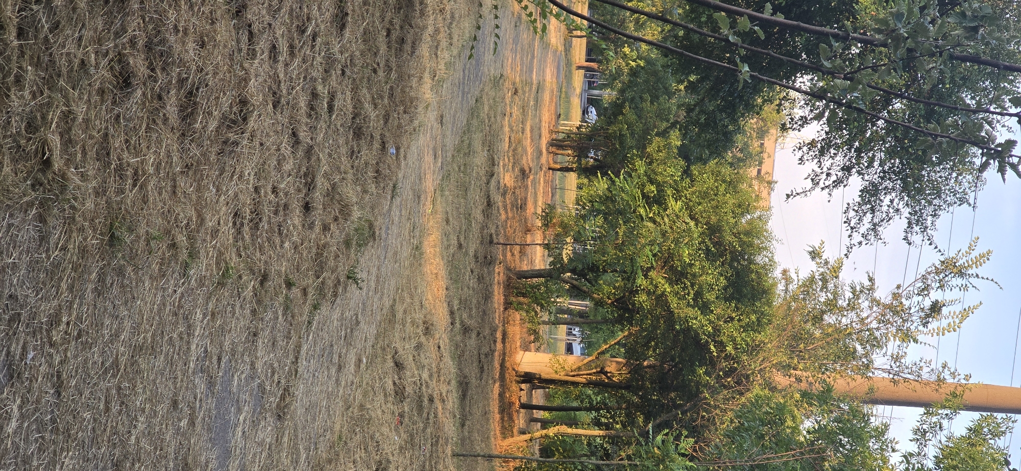 This is a vertical, eye-level, outdoor photograph taken in Chișinău, Moldova, likely in a park or green space, during the golden hour. The foreground is dominated by dry, matted grass and a dirt path that curves from the lower left to the mid-right of the frame. A small, blue plastic bottle is visible on the ground near the path in the lower center of the image.
The mid-ground features a cluster of trees with green foliage, some appearing sun-drenched. A light-colored concrete utility pole stands prominently to the right of these trees. Beyond the trees, a light-colored building, possibly an apartment complex, is visible in the distance, peeking through the branches. A light-colored car is parked or driving on a road behind some of the trees. The background consists of a clear, pale blue sky with some power lines stretching across it. The overall impression is one of a dry, late summer or early autumn day in an urban green area.