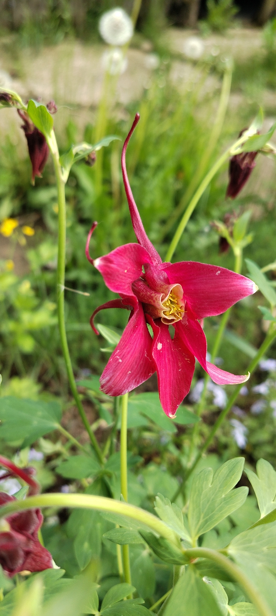 A close-up, slightly blurred, outdoor shot shows a red columbine flower in focus, with green stems and leaves surrounding it. The flower has five red petals and a yellow center. Behind the flower, there are green stems, leaves, and blurred images of other flowers including dandelions. The location is Зипуново, Russia.