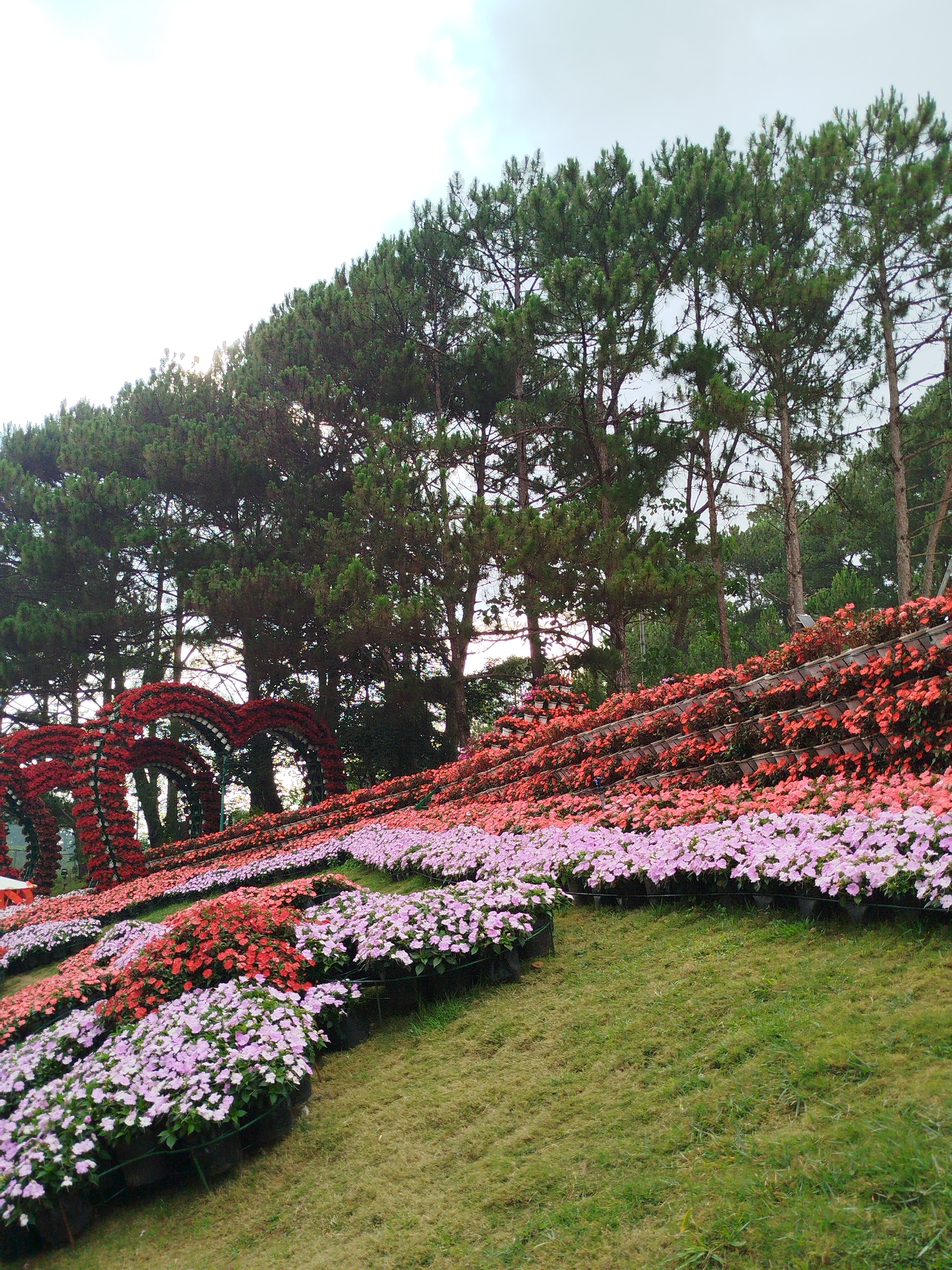 This media file captures a vibrant, landscaped garden scene on a sloped hillside, likely in Da Lat, Vietnam, given the provided context.
In the foreground and midground, numerous rows of colorful flowers are meticulously arranged in tiered beds following the natural contour of the hill. The lowest rows feature predominantly light purple and pink flowers, possibly impatiens or similar bedding plants, interspersed with some reddish-orange varieties. Above these, the flower beds transition to more intense shades of orange and red, creating a gradient of color across the slope. These flowers appear to be planted in individual pots or containers, neatly arranged to form continuous lines. The ground between and below these flower beds is covered with well-maintained green grass.
In the left midground, several large, arching structures shaped like hearts are visible, adorned with bright red flowers or foliage, suggesting a decorative garden feature. These heart-shaped arches stand out against the greenery and the backdrop of tall trees.
The background is dominated by a dense canopy of tall pine trees with characteristic needle-like leaves and straight trunks. Sunlight filters through the branches of these trees, creating bright spots and a slight glow. The sky above is bright, appearing overcast or partly cloudy, indicating daytime, likely late morning or early afternoon.
No people are visible in the image, and there is no discernible text. The scene conveys a sense of tranquility and natural beauty, highlighting a carefully cultivated floral display within a natural woodland setting.