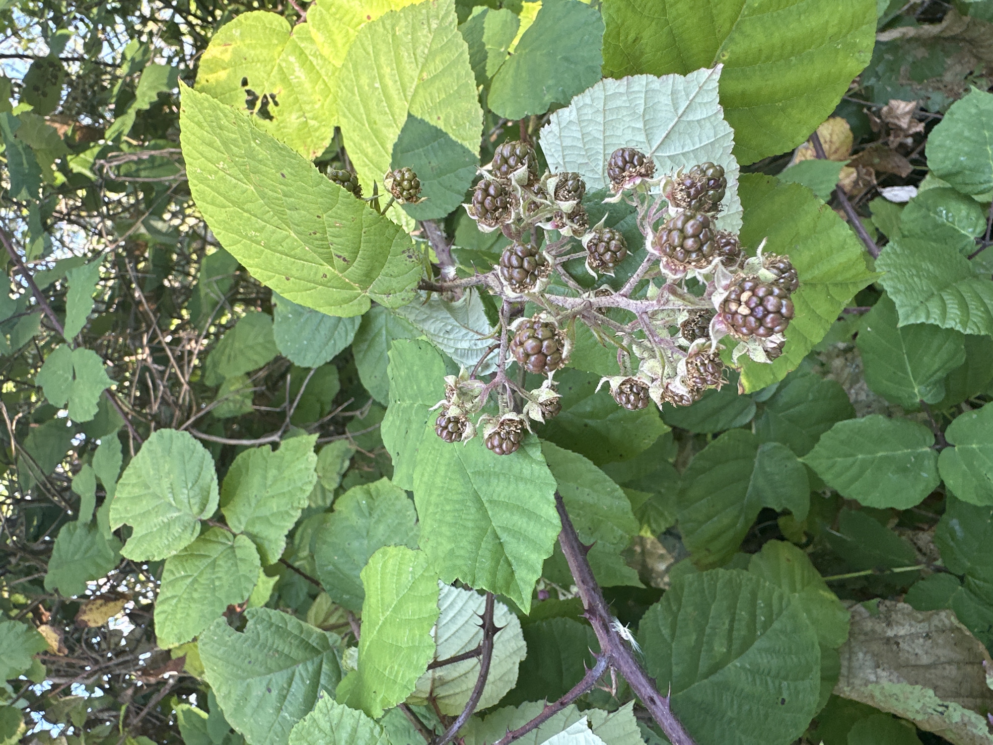 A close-up, low-angle shot captures a cluster of unripe blackberries hanging from a thorny vine amidst lush green foliage. The blackberries are dark purple-brown, with a textured surface, and are clustered together on thin stems. The vine's stem is a reddish-purple and is covered in sharp, prominent thorns. The surrounding leaves are various shades of green, with some showing signs of wear, such as small holes or ragged edges. Sunlight filters through the leaves, creating dappled light and shadows across the scene. The background is a dense mix of more green leaves and branches, with hints of the sky visible through the gaps. The overall impression is one of natural growth in an outdoor, wild environment. This scene is located in the city of Verkhniy Yurt, Russia.