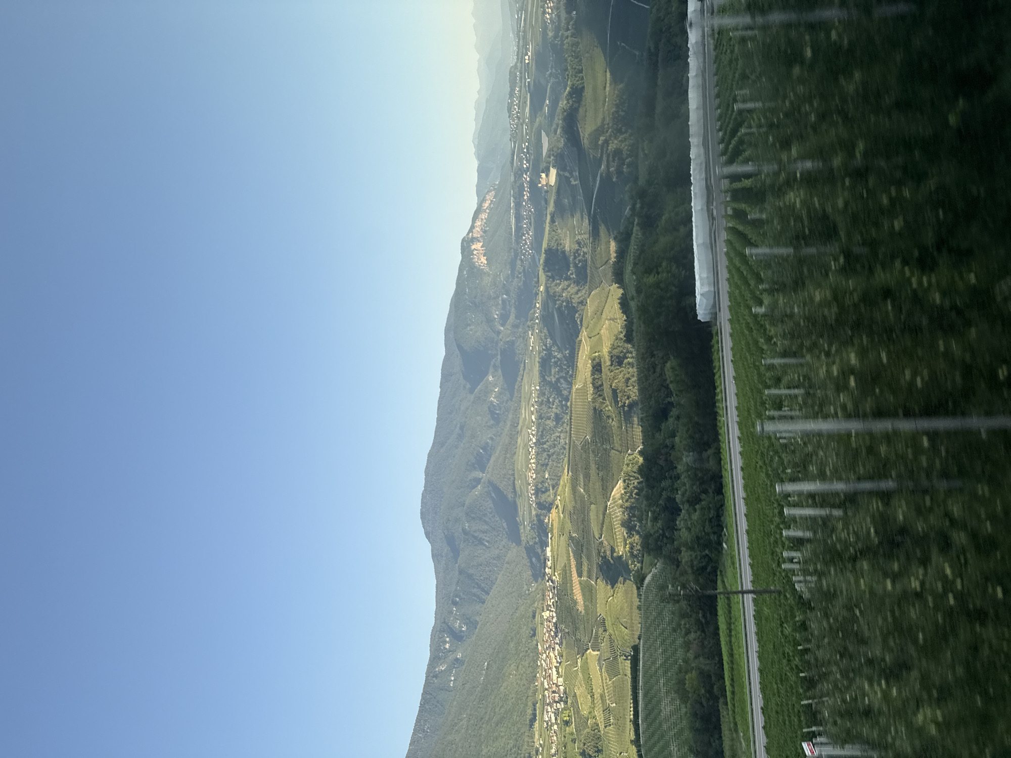 This is a landscape photograph of rolling green hills covered in agricultural fields, likely vineyards or orchards, leading up to a mountain range under a clear blue sky. In the mid-ground, a small town with terracotta roofs is nestled into the hillside, surrounded by more cultivated land. A road is visible traversing the landscape in the foreground, with rows of young trees or vines planted along its edge. In the far distance, the mountains fade into a hazy blue, suggesting a considerable depth to the scene. The lighting indicates it is likely daytime, possibly late afternoon or early morning, given the soft light and shadows. There are no people or animals visible in the image. This view is consistent with the agricultural terrain surrounding Spormaggiore, Italy, known for its vineyards and mountain scenery.