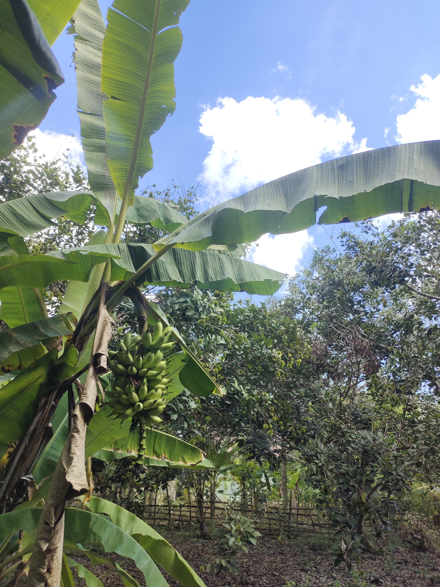 The image captures a banana tree with a bunch of green bananas in the foreground, set against a backdrop of lush green foliage and a bright blue sky with scattered white clouds. The banana leaves are large and vibrant green, some showing signs of wear and tear. The bunch of bananas is developing and hangs prominently on the tree. Beyond the banana tree, other trees and vegetation are visible, creating a sense of a tropical environment. In the background, a rustic wooden fence can be seen, suggesting the edge of a property or garden. The ground is covered with dry leaves and debris, indicating an outdoor, natural setting. The lighting suggests it is daytime, possibly late morning or early afternoon, with the sun illuminating the scene from above. The location is identified as Rayeukmatangkuli, Indonesia.