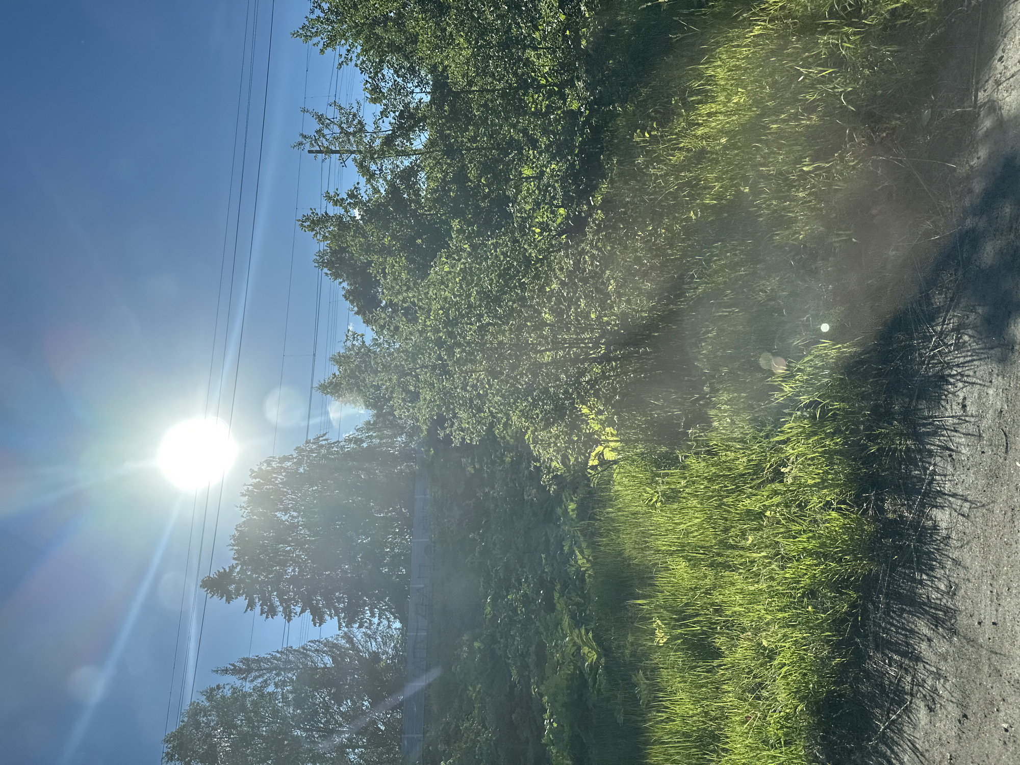 The image captures a sun-drenched scene with a bright sun shining intensely in a clear blue sky. Power lines stretch across the sky, hinting at a rural or semi-rural setting. Lush green trees and tall grass dominate the right side of the frame, with dappled sunlight creating patterns on the ground. A dirt path runs along the edge of the grassy area. The sun's rays create a lens flare effect, adding a bright glow to the image. The overall impression is one of a warm, sunny day in a natural environment, possibly during the daytime. There are no people or discernible text visible in the image.