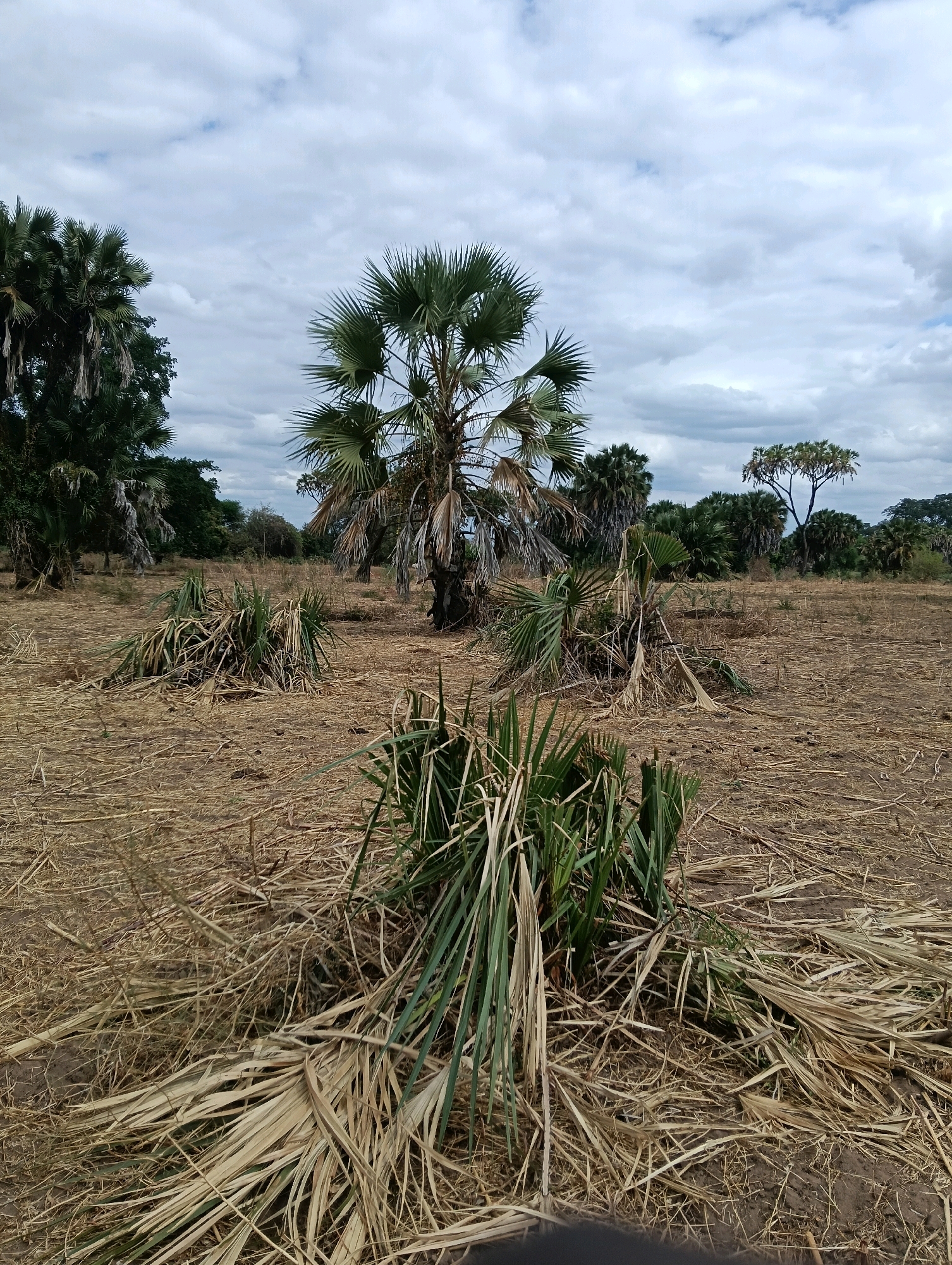 In the city of Mutitu/Kaliku Ward, Kenya, a scene unfolds under a cloudy sky. The foreground is dominated by dry, golden straw and sparse green vegetation, suggesting a dry or harvested landscape. Several piles of cut or fallen palm fronds are scattered across the dry earth, some appearing recently disturbed. A prominent palm tree stands in the midground, its fronds fanned out, contrasting with the surrounding dryness. In the background, a dense line of various trees and palms stretches across the horizon, with a single, sparser tree visible further back. The overall impression is one of a rural, semi-arid environment, possibly after a harvest or during a dry season.