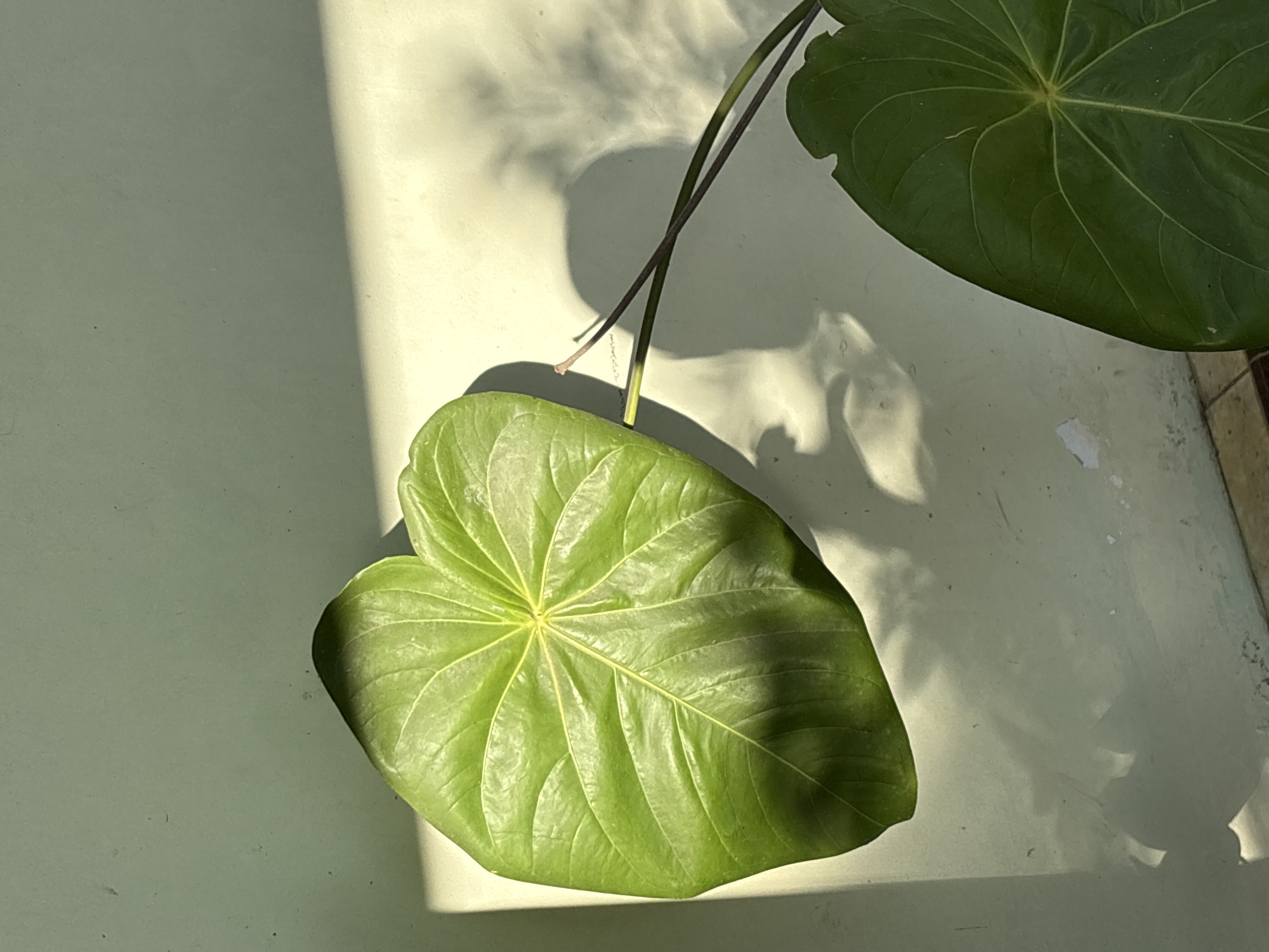 The image presents a static, sunlit outdoor or semi-outdoor scene in Gadingrejo, Indonesia, centered on plant foliage against a wall. The primary subject is a large, vibrant green leaf, broadly ovate with a cordate base, positioned prominently in the upper-left to mid-left section of the frame. This leaf exhibits distinct palmate venation, with a central primary vein and multiple radiating secondary veins. Intense, directional sunlight strongly illuminates the upper surface of this leaf, creating pronounced highlights and casting complex shadows across its textured surface and onto the adjacent background.
Behind the main leaf, two dark-colored stems, one appearing greenish-brown and the other darker, are visible, crossing horizontally in the mid-right portion of the image. A second, partially obscured large, dark green leaf is visible in the lower-right corner of the frame.
The background consists of a flat, light mint-green painted wall. The wall displays minor surface imperfections, including small dark particulates and what appears to be flaking paint or residue, particularly in the lower-left and lower-right areas. A distinct, bright rectangular band of direct sunlight traverses the wall horizontally in the mid-right, indicating a strong light source originating from the right of the frame. Multiple sharp, elongated shadows of the plant's leaves and stems are cast onto the wall, notably a large, multi-lobed shadow extending across the mid-right of the wall. A narrow strip of light-colored, possibly ceramic, tiled flooring is visible along the very bottom edge of the image. No human figures or animals are present.