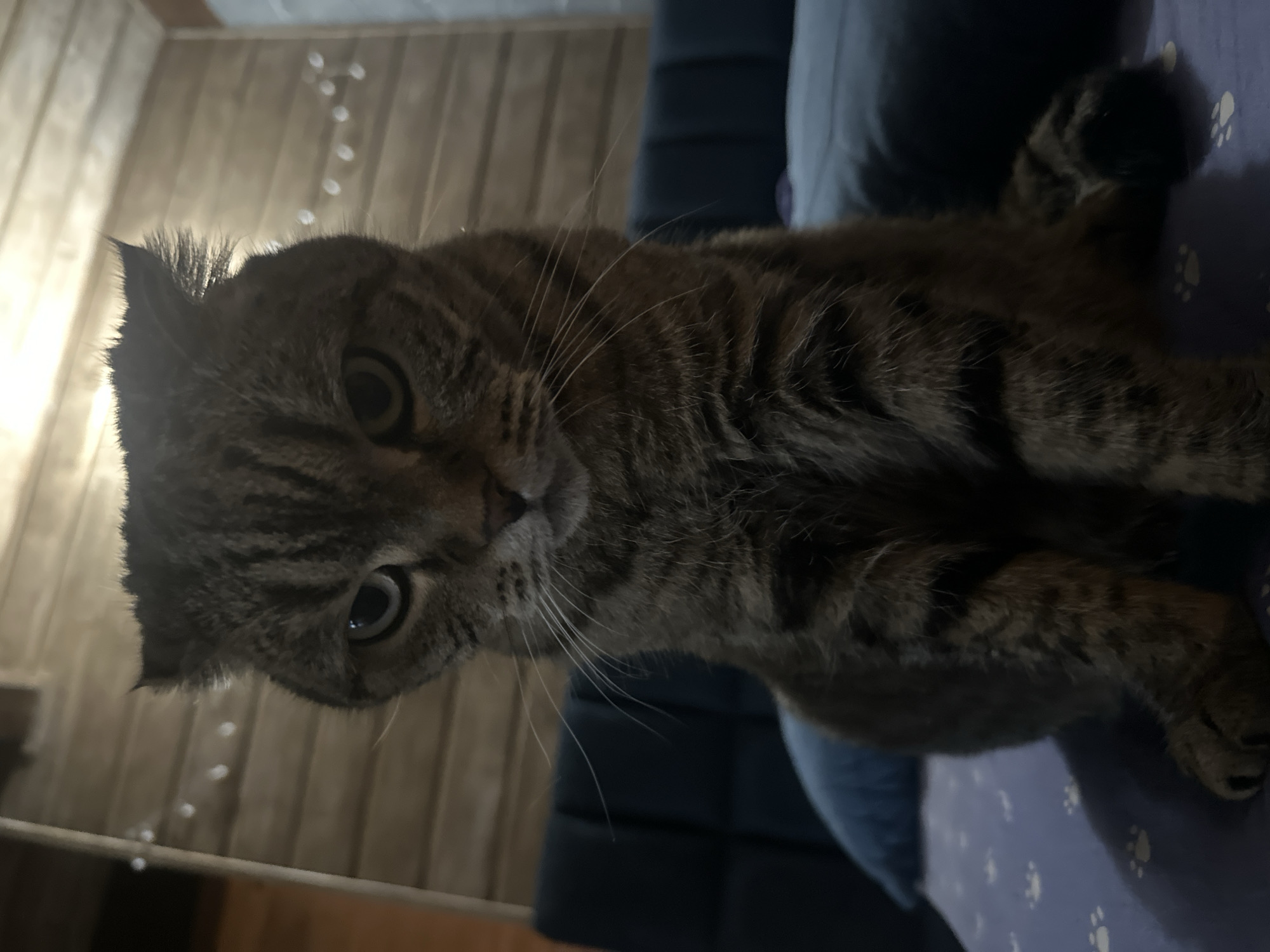 A Scottish Fold cat with tabby markings is sitting on a bed. The cat is facing the camera with a stern expression. The background is a wooden wall with string lights. The bed has blue pillows and a purple blanket with paw prints. The location is not specified in the image.