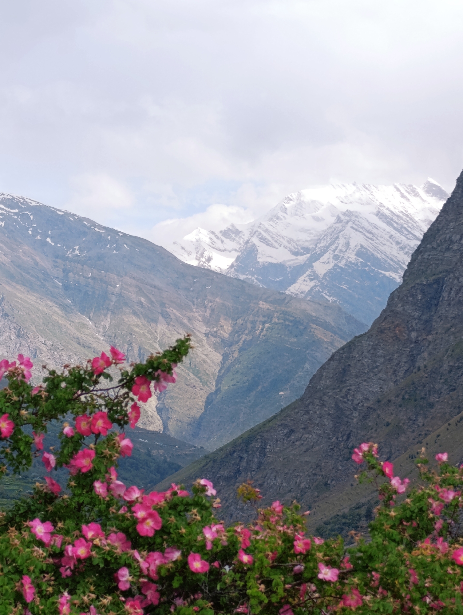 The image depicts a landscape scene in the city of Kirting, India, featuring a foreground of vibrant pink flowers in bloom, likely wild roses, set against a backdrop of majestic, snow-capped mountains. The mountains are layered, with some appearing rocky and barren, while others are covered in snow, suggesting a high-altitude environment. The sky is partly cloudy, with diffused light indicating it may be overcast or early morning/late afternoon. The overall impression is one of natural beauty and tranquility, with the delicate flowers providing a stark contrast to the rugged grandeur of the mountains.