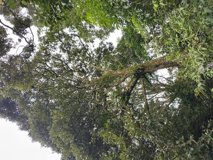 The image presents a low-angle view looking upwards into the dense canopy of a forest, likely in Cimacan, Indonesia. A prominent, thick tree trunk, covered in green moss and lichens, extends diagonally across the mid-ground, with numerous branches spreading outwards. Several darker, fern-like epiphytic plants are visible growing on the main trunk and some larger branches.
The sky, which appears bright white, is visible through the gaps in the foliage, indicating that the photograph was taken during the daytime. The light appears diffused, suggesting an overcast sky or soft natural lighting rather than direct sunlight. The surrounding branches and leaves form a rich tapestry of various shades of green, highlighting the lush and healthy nature of the vegetation. The intricate network of branches and leaves creates a sense of being enveloped by nature. No people, animals, or man-made structures are visible in the frame. The scene conveys a tranquil and immersive natural environment. There is no visible text.