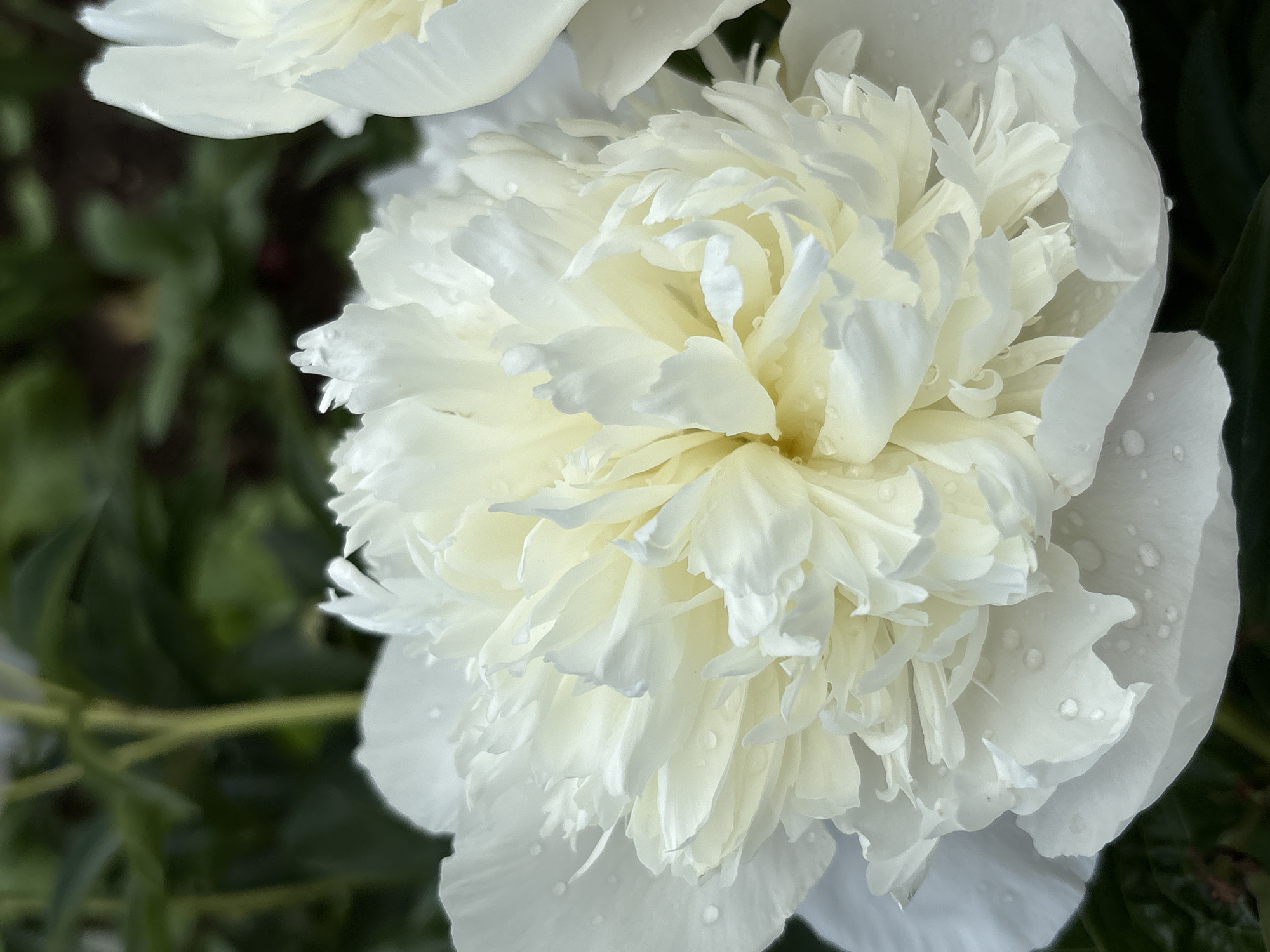 A close-up, eye-level, vertical shot features a fully bloomed, creamy white peony flower in the foreground, with multiple layers of ruffled petals. The petals are adorned with small water droplets, suggesting recent rain or watering. The background is a dark, blurred green, likely foliage, with hints of green stems. The image appears to be taken outdoors, possibly in a garden. There are no people or animals present. The lighting is soft and natural, highlighting the delicate texture of the petals. The overall impression is one of natural beauty and freshness. This specific image does not contain any discernible landmarks or details that would allow for its location to be identified as within the city of Kumyonki, Russia.