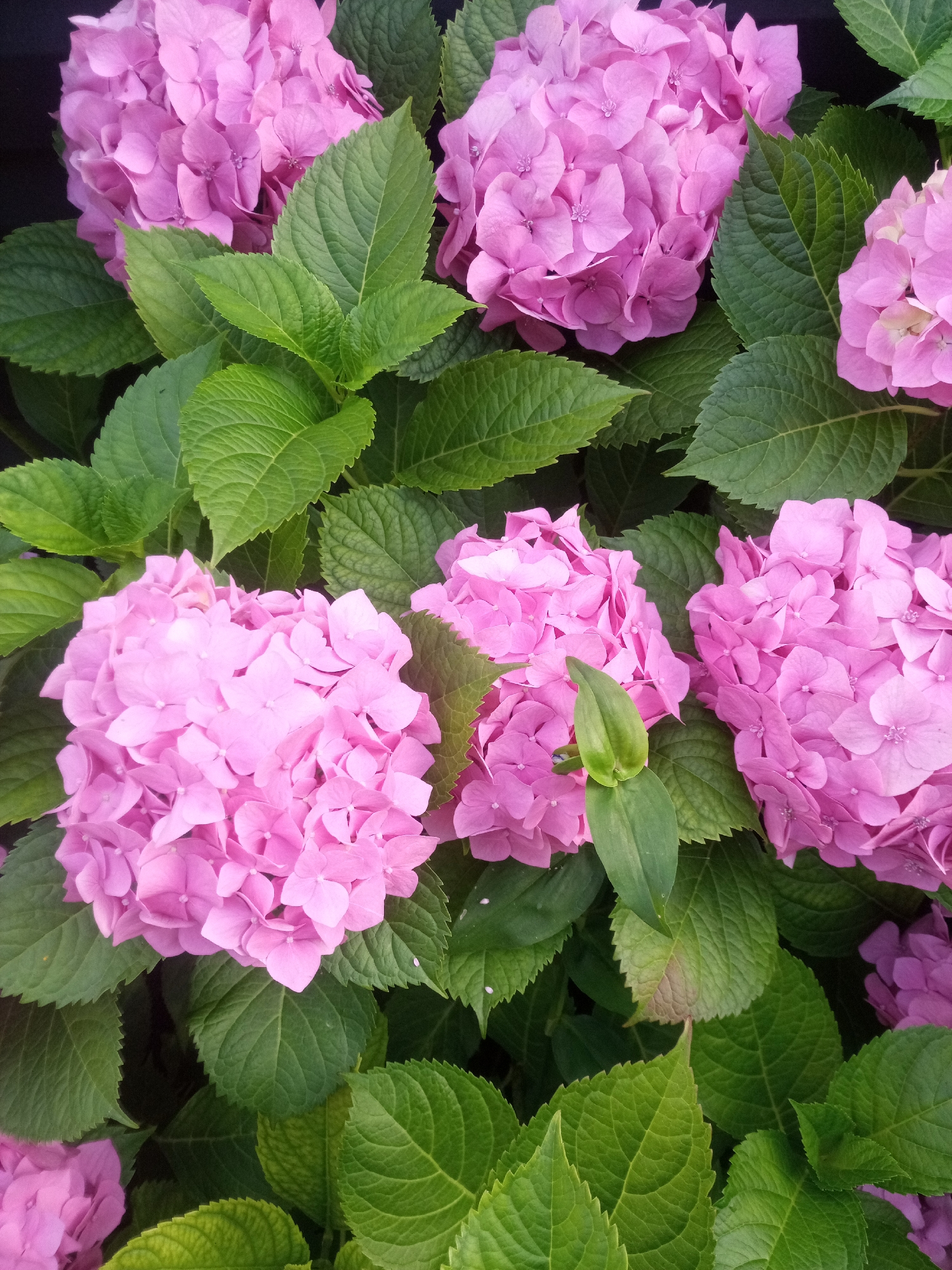 A close-up, overhead shot captures a dense cluster of vibrant pink hydrangeas and their large, green, serrated leaves. The flowers, composed of numerous small petals, form rounded clusters that fill the frame. Sunlight highlights the delicate texture of the petals and the prominent veins of the leaves. The background is a dark, indistinct blur, suggesting the flowers are either in shade or the focus is entirely on the blooms. No people or human activity are visible. The scene is likely a garden or park in Nalchik, Russia, given the context.
