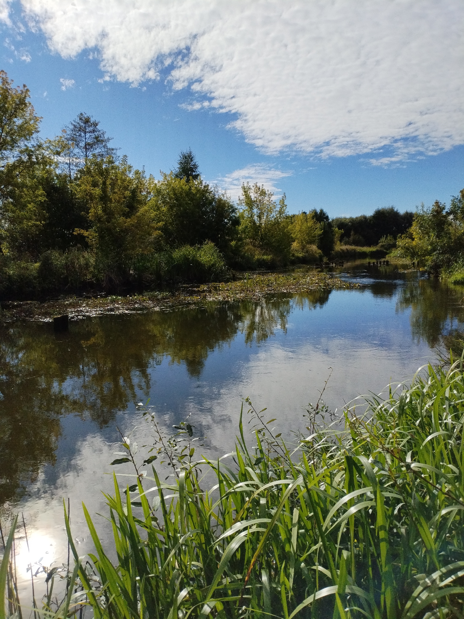 This is a photograph of a natural landscape featuring a body of water surrounded by vegetation and a blue sky with white clouds. The foreground is dominated by tall green grasses and some smaller leafy plants growing along the bank of the water. The water itself is calm, reflecting the trees on the opposite bank and the sky above. On the far side of the water, a dense line of trees with green and yellow foliage stretches across the horizon, indicating a wooded area. The sky above is a clear blue, dotted with fluffy white clouds that are also reflected in the water. The scene appears to be an outdoor environment, likely a park or a natural reserve, showcasing a serene day.