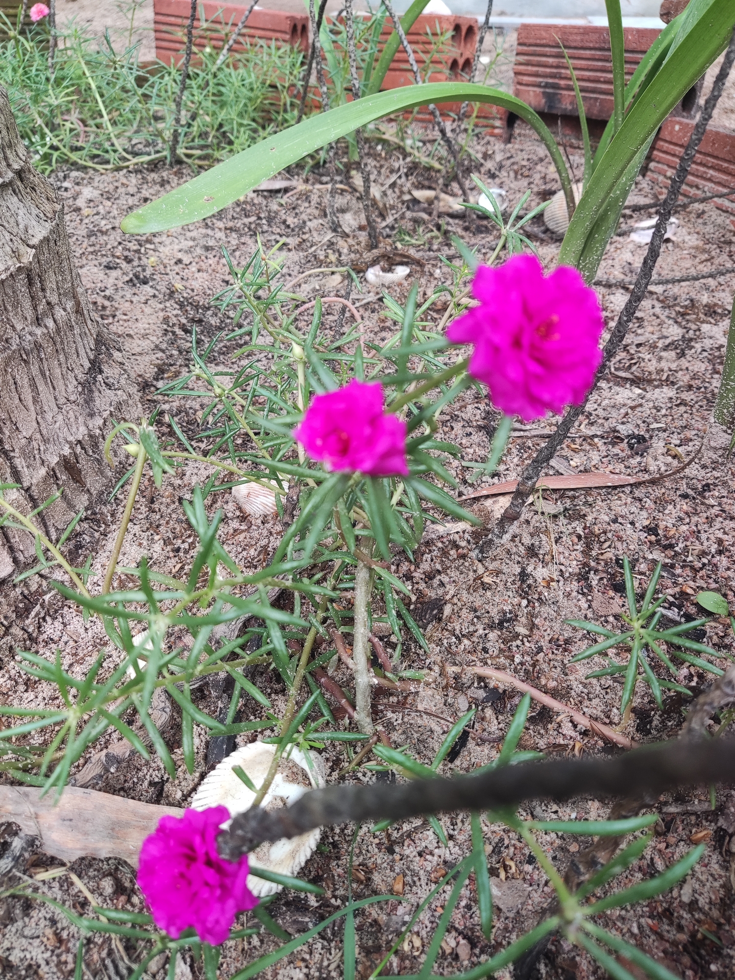 The image captures a ground-level view of a garden scene featuring vibrant fuchsia-colored flowers, likely Portulaca grandiflora or Moss Rose. Three prominent blooms are visible: one in the upper right, one in the mid-left, and one closer to the bottom-left, partially obscured by a dark, twisted wire or rope.
The ground consists of sandy soil mixed with small pebbles and some organic debris. On the far left, a rough, textured tree trunk rises vertically, its bark showing distinct grooves. Scattered within the sandy ground are a few white, ribbed seashells. In the background, green, strap-like leaves of another plant are visible, along with several red bricks arranged in what appears to be a garden border or structure. Smaller green plants and seedlings are interspersed throughout the sandy area.
The lighting suggests it is daytime. The overall scene depicts a section of a garden or natural area with a mix of cultivated and wild elements. No people or specific activities are present. There is no visible text.