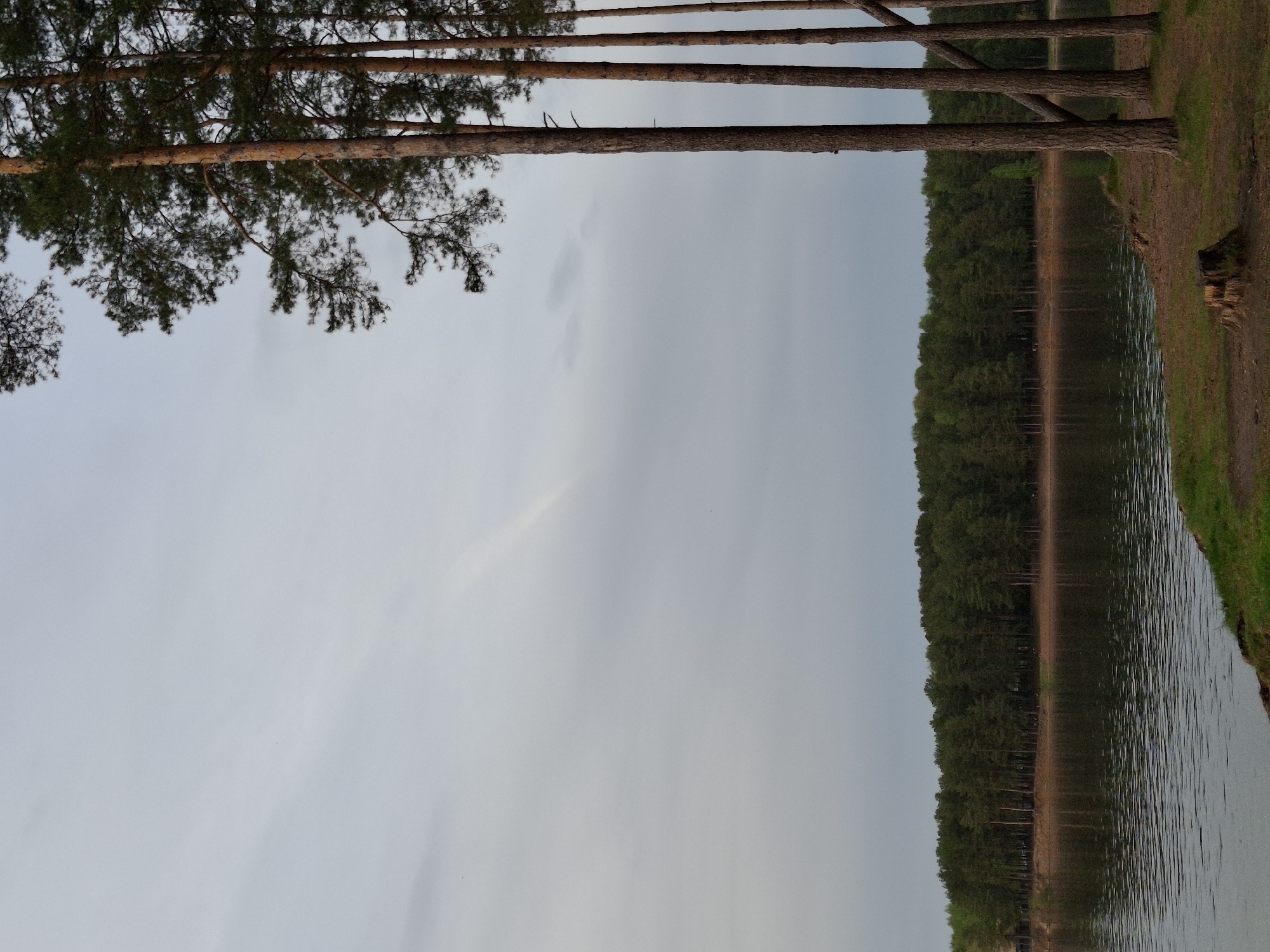 The image presents a lakeside scene in Chaikovsky, Russia. The view is dominated by tall pine trees lining the shore, their trunks are vertical and their branches extend outward at the top. The opposite shore is covered with a dense forest which is mirrored in the still water of the lake. The sky is overcast with a uniform grey tone. The lake shore closest to the viewer consists of grassy areas and sandy patches. A tree stump is also visible. The perspective is slightly angled, giving a sense of depth to the scene.