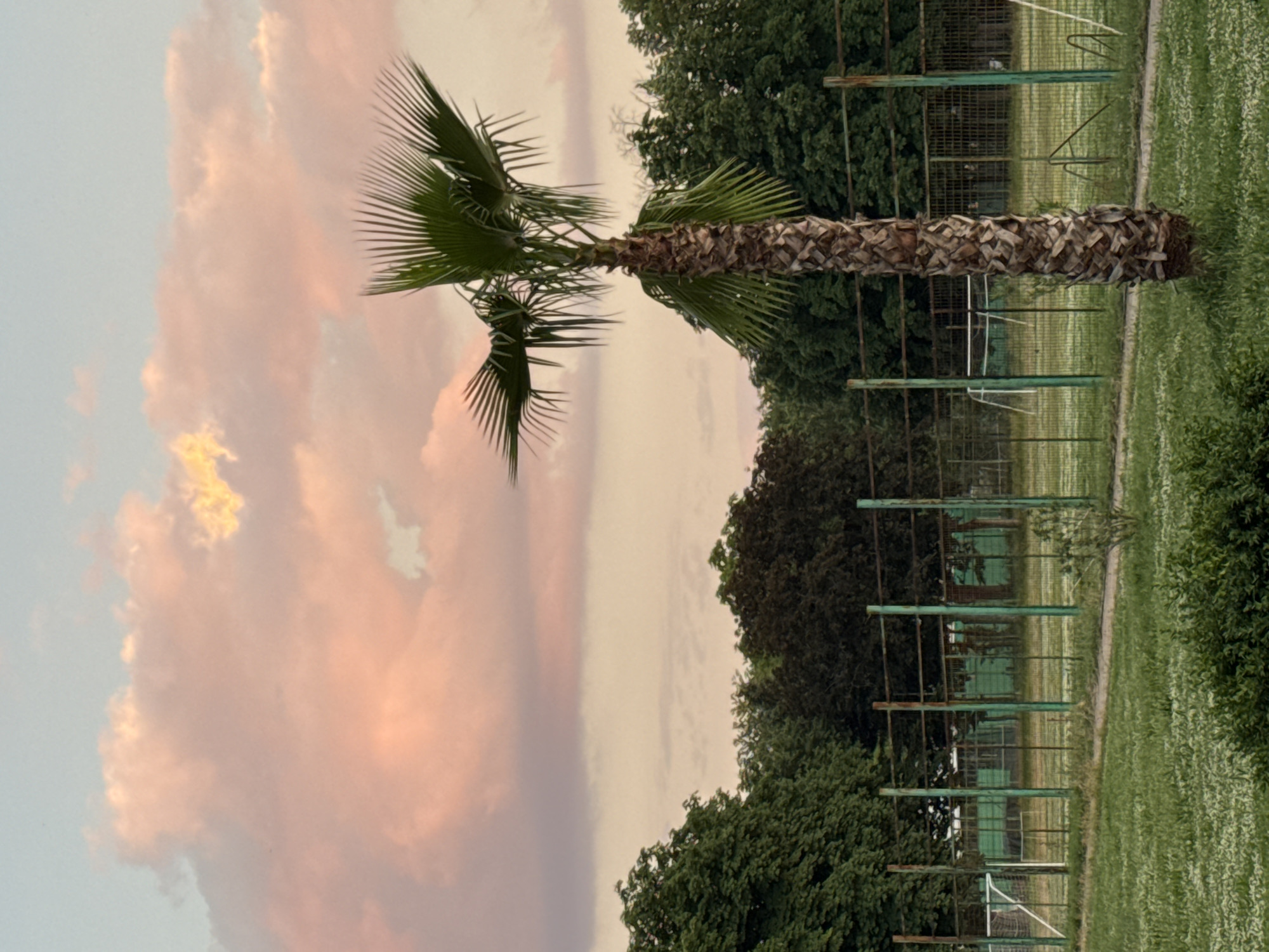 The image presents a landscape in Plovdiv, Bulgaria, notable for its composition. A palm tree, positioned somewhat centrally, is flanked by a sky featuring pink-tinged clouds on one side and greenery, including trees and a fence, on the other. The ground is covered with grass. Elements of a sports facility, possibly a tennis court, are visible behind the fence.