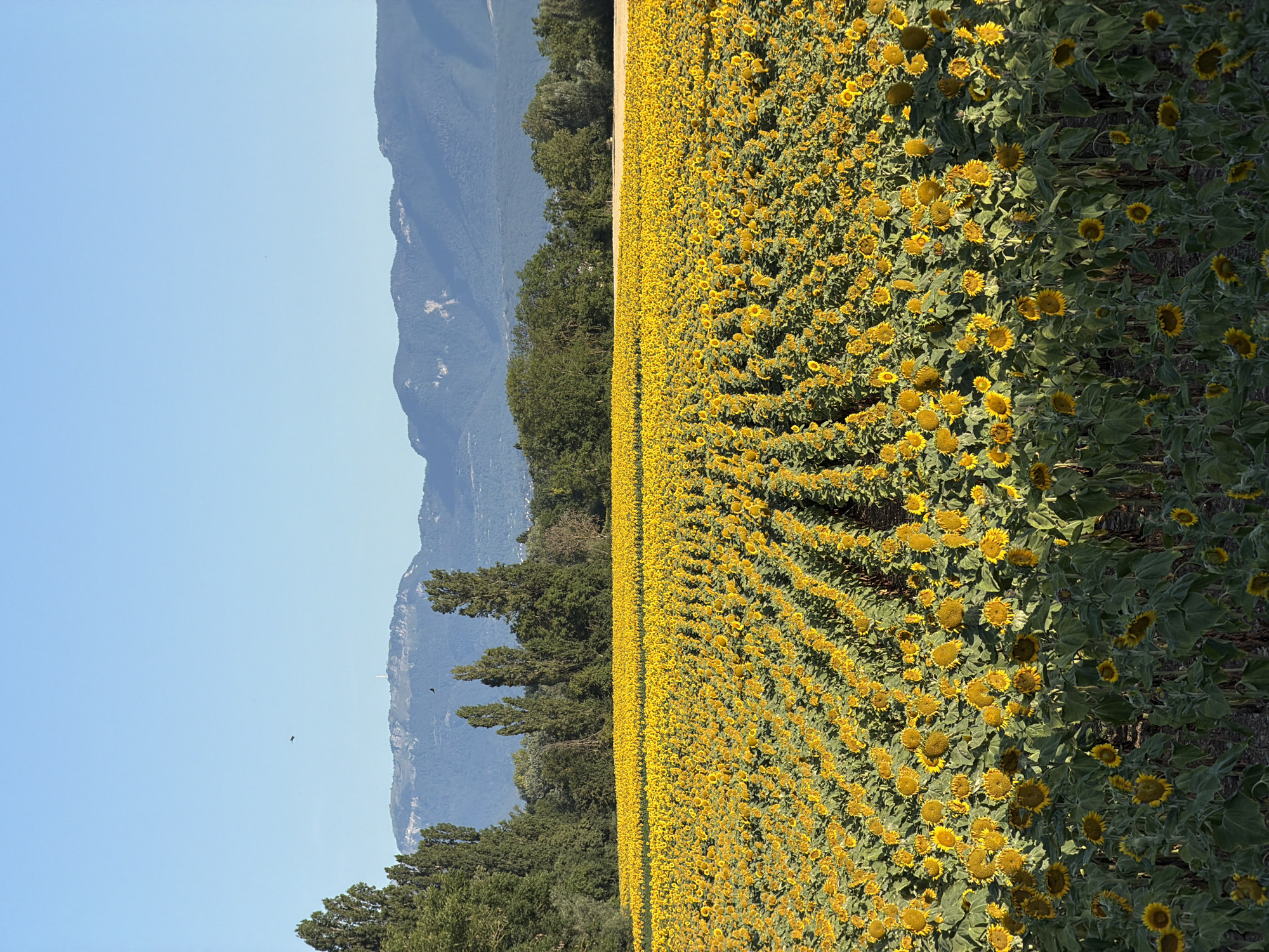 A vast field of sunflowers stretches towards a distant mountain range under a clear blue sky. The sunflowers, with their bright yellow petals and dark centers, are planted in neat rows, creating a dense, golden carpet. Tall green trees form a backdrop along the edge of the field, with the imposing, layered silhouettes of mountains rising behind them. The scene is bathed in sunlight, casting shadows and highlighting the textures of the flowers and foliage. A small dark bird is visible in flight against the sky. The location is Veigy-Foncenex, France.