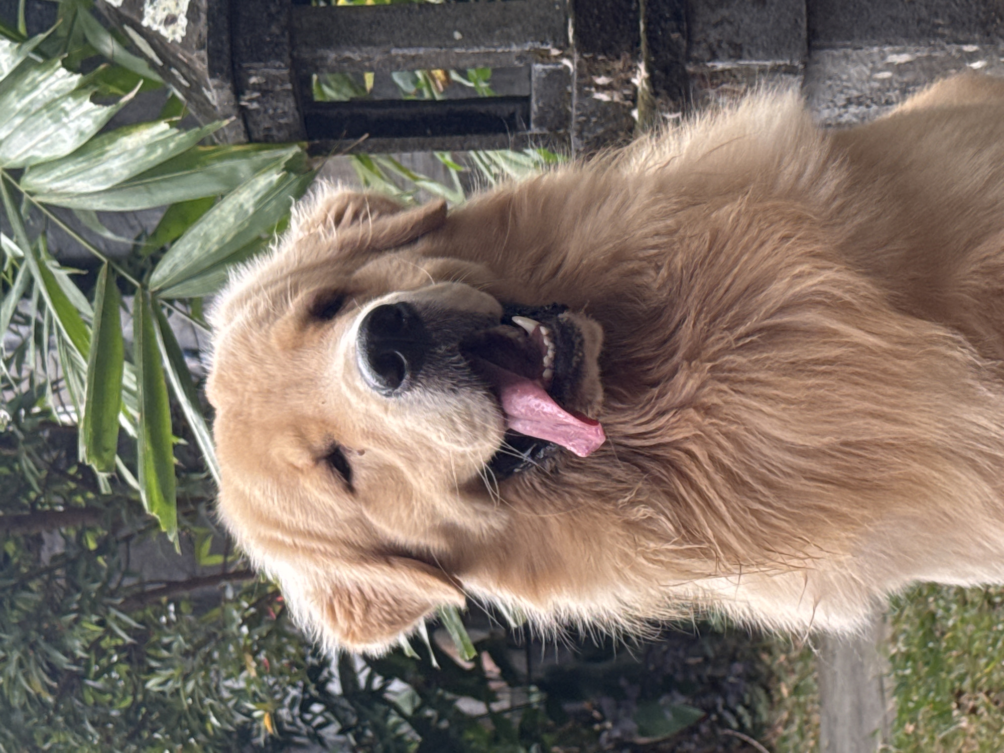A medium shot captures a golden retriever dog with its tongue lolling out and eyes mostly closed, suggesting a relaxed or panting state. The dog's fur is a light golden brown and appears somewhat damp, with some strands sticking out. The background is a blur of green foliage and dark gray stone pillars, hinting at an outdoor setting, possibly a garden or courtyard. The lighting suggests it is daytime. The image composition focuses on the dog's face and upper body.