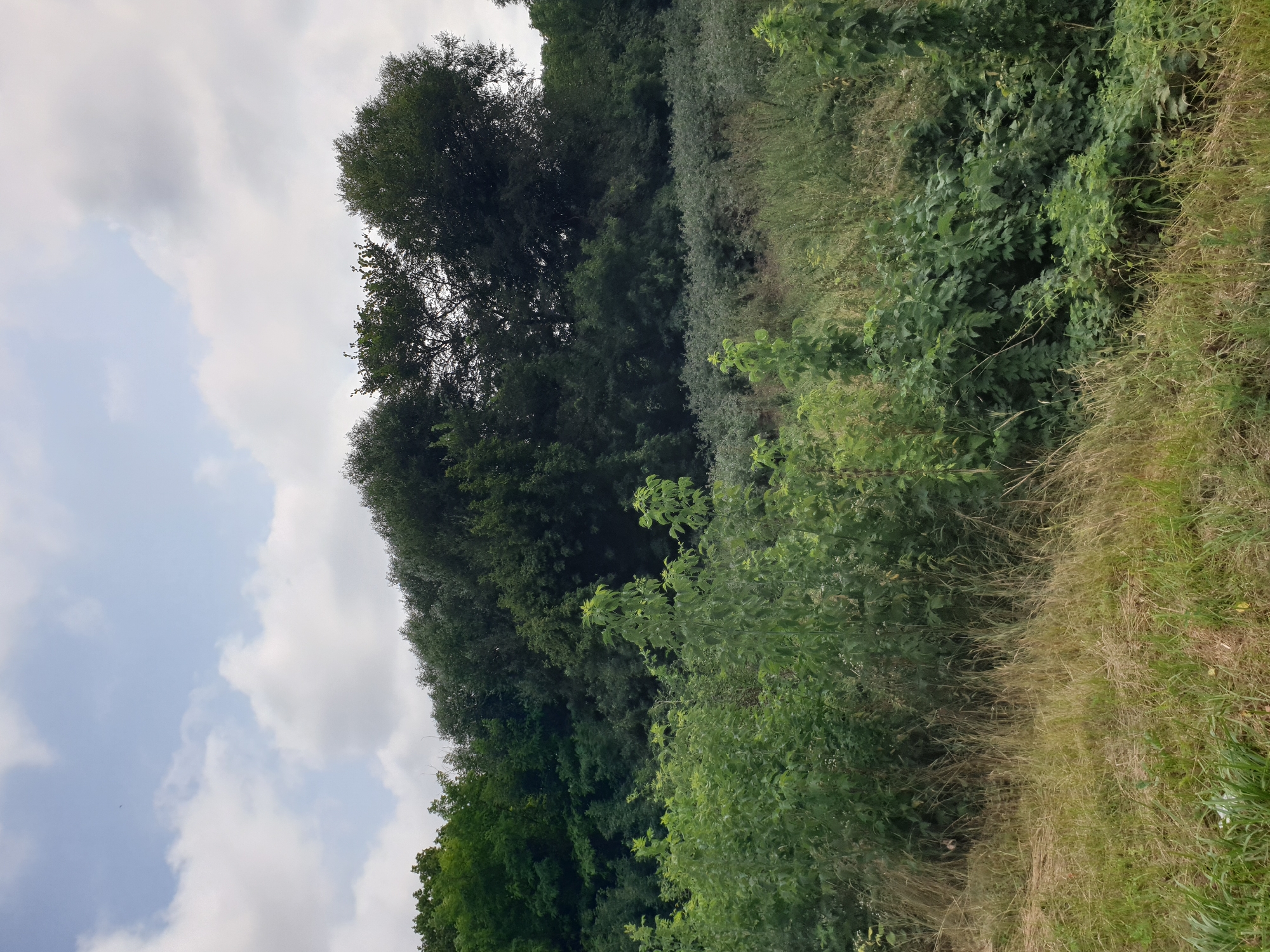 The image depicts a natural landscape with a dense growth of trees and vegetation under a cloudy sky. The foreground features dry grass and some green foliage, with taller, leafy plants dominating the mid-ground. In the background, a thick line of trees, ranging from light green to dark green, forms a natural barrier, with some taller trees emerging above the rest. The sky above is partly cloudy with patches of blue sky visible. The scene is a view of the outskirts of Lozovyi Yar, Ukraine.