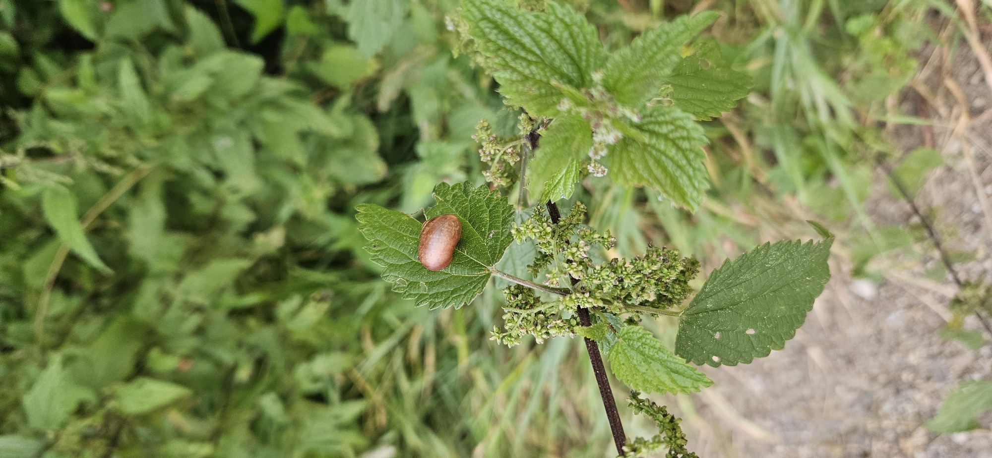 The image shows a close-up view of a plant, likely stinging nettle, with a small, oval-shaped, brown object resting on one of its leaves. The plant has green, serrated leaves and small clusters of green flowers or seed heads. The background is a blurred depiction of more greenery, suggesting an outdoor environment. There are no people or discernible landmarks to indicate a specific location within Vitsebsk, Belarus. The focus is on the detailed texture of the plant and the prominent object on the leaf.