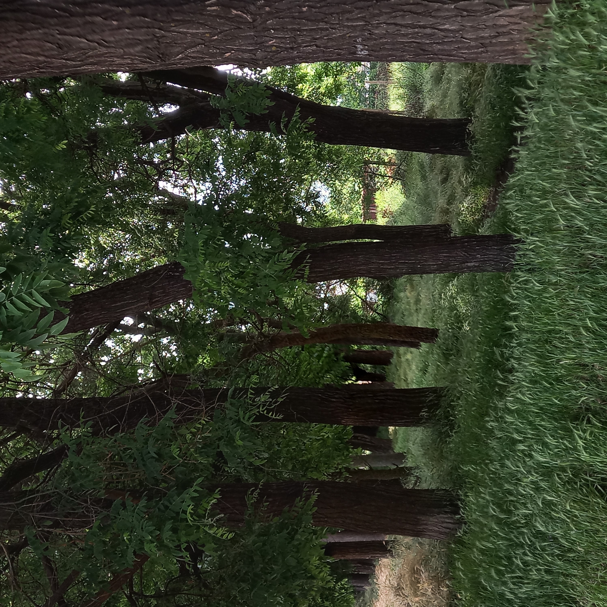 The image displays a natural, wooded environment located in Velykodolynske, Ukraine. The foreground is occupied by a dense growth of tall, light green grasses, exhibiting varying degrees of illumination. A prominent line of mature trees, characterized by dark, deeply furrowed bark, recedes from the left mid-ground towards the right background. These trees possess a dense canopy of vibrant green, ovate, compound leaves. Natural sunlight filters through the foliage, creating illuminated patches and deep shadows across the scene. Further into the background, additional trees and dense undergrowth are visible. A faint, linear structure, possibly a fence or the edge of a building, is indistinctly visible through the trees in the far right background. No human subjects, animals, or overt man-made objects are present.