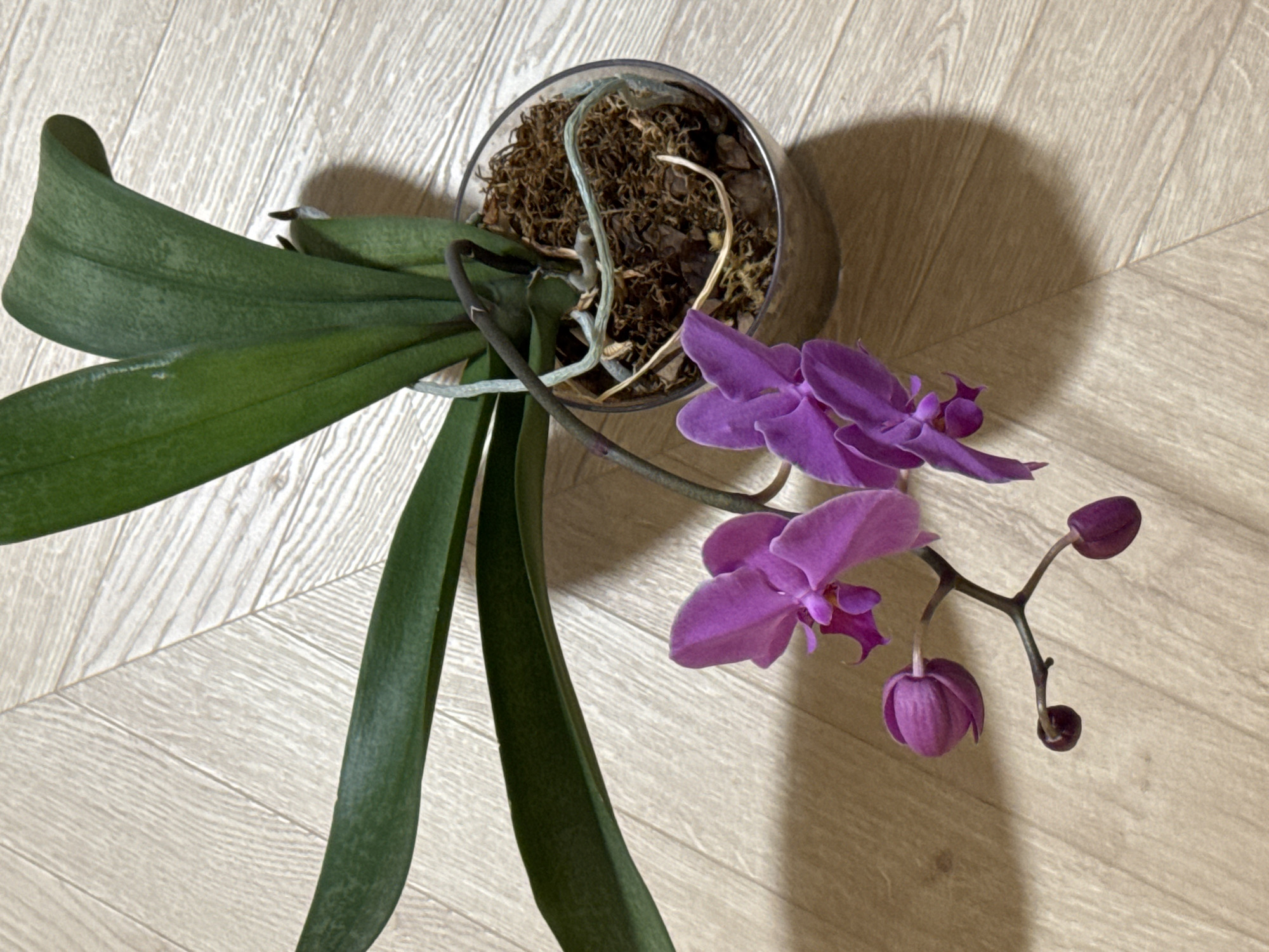 An overhead shot shows a potted orchid with vibrant purple flowers and green leaves. The orchid is in a clear plastic pot filled with brown moss. Two fully bloomed flowers and three buds are visible on a stem extending from the plant, with the stem and buds positioned to the left of the pot. The plant sits on a light-colored wooden floor with a diagonal wood grain pattern. A shadow of the orchid is cast on the floor to the right. There are no people or animals in the image. The scene is indoors, and there is no identifiable location in Izhevsk, Russia.