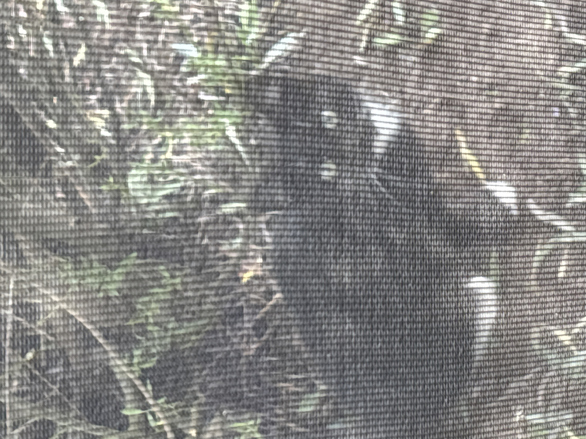 A black and white cat is lying on the ground among grass and branches. The image is blurry and appears to be taken through a screen, possibly from inside a building looking out. The cat's face is visible, with its eyes open and looking forward. The background is a mix of green foliage and brown earth. There are no people or other animals visible in the image. The setting is an outdoor environment, likely a garden or yard. The quality of the image makes it difficult to determine the specific location within Zvenigorod, Russia, but it appears to be a natural or semi-natural outdoor space.