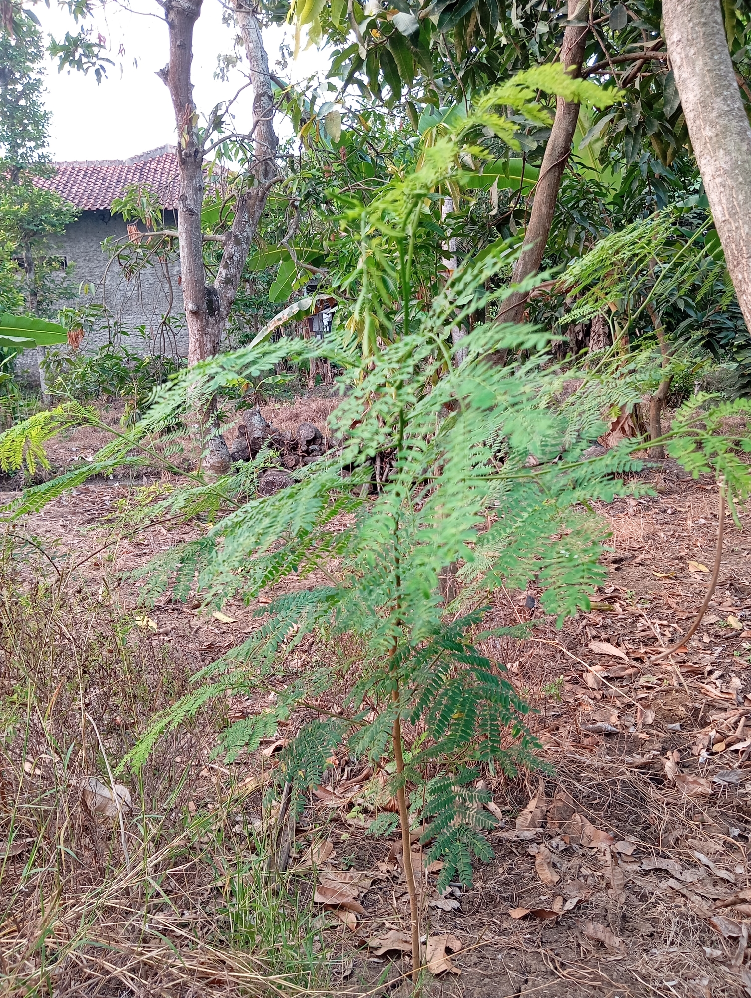 The image depicts a close-up view of a small, leafy green plant in a dry, outdoor environment. The plant's leaves are compound, with numerous small leaflets arranged along a central stem. The plant is set against a backdrop of dry grass, fallen leaves, and soil. In the background, partially obscured by trees and foliage, is a building with a red tiled roof and a light-colored stone or concrete wall. The overall scene suggests a rural or semi-rural setting, possibly a garden or yard. The lighting indicates it may be daytime, with soft, diffused light. The location is identified as Sudikampiran, Indonesia.