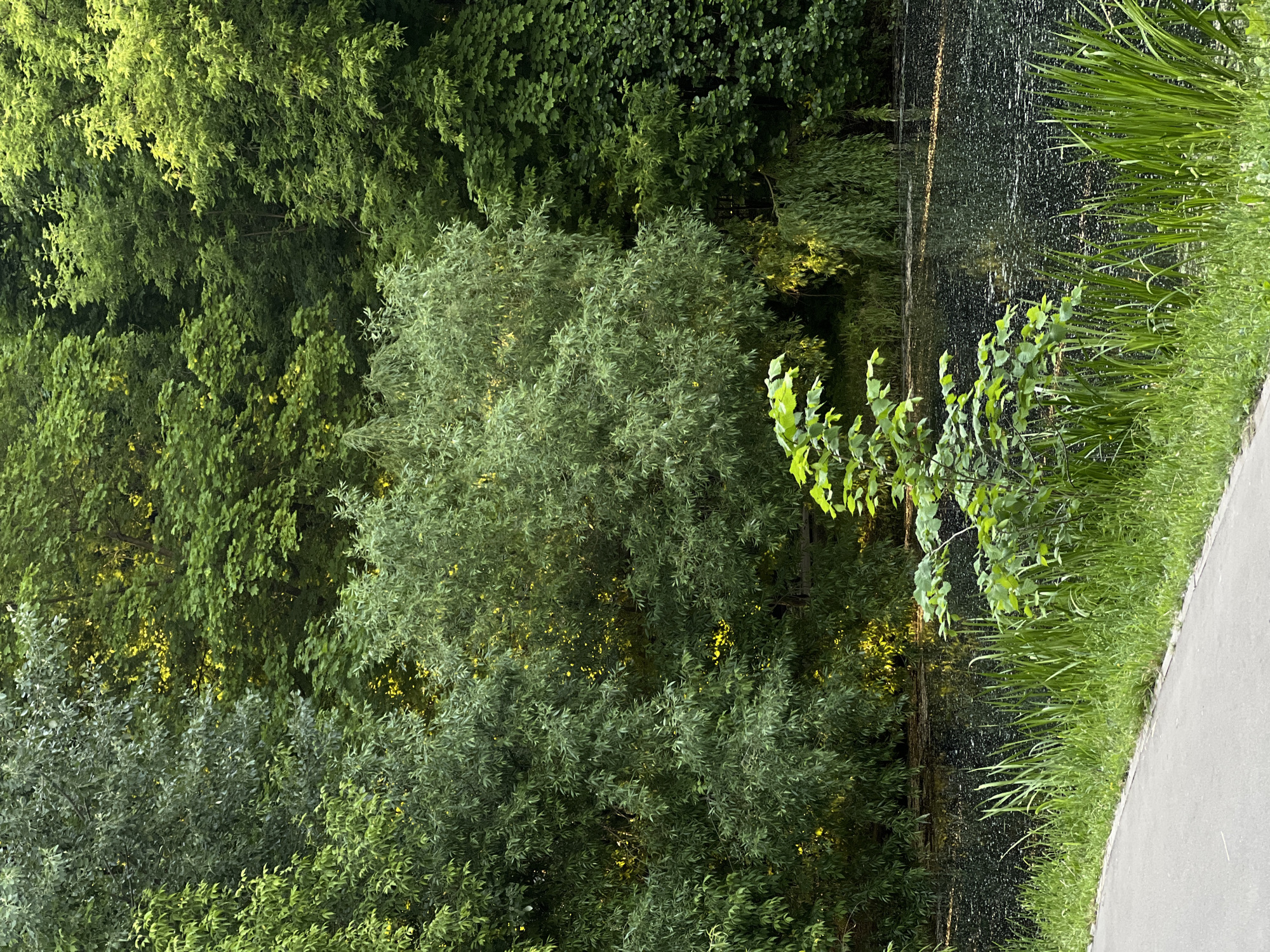 This image captures a lush natural landscape within the city of Unknown, Unknown. A dark body of water, likely a pond or lake, occupies the midground, its surface speckled with small, light-colored particles. In the foreground, a light gray paved path curves diagonally across the bottom left. Adjacent to the path, a strip of vibrant green grass transitions into taller reeds and emergent vegetation at the water's edge. A small, bright green leafy bush stands prominently in the left foreground between the path and the water. The background is dominated by a dense wall of diverse green trees and bushes, with various shades of green and leaf textures. Numerous glimmers of bright yellow light penetrate the dense foliage, suggesting sunlight filtering through the canopy, particularly noticeable in the upper-middle and lower-right background. No individuals, animals, or explicit actions are present in the scene.