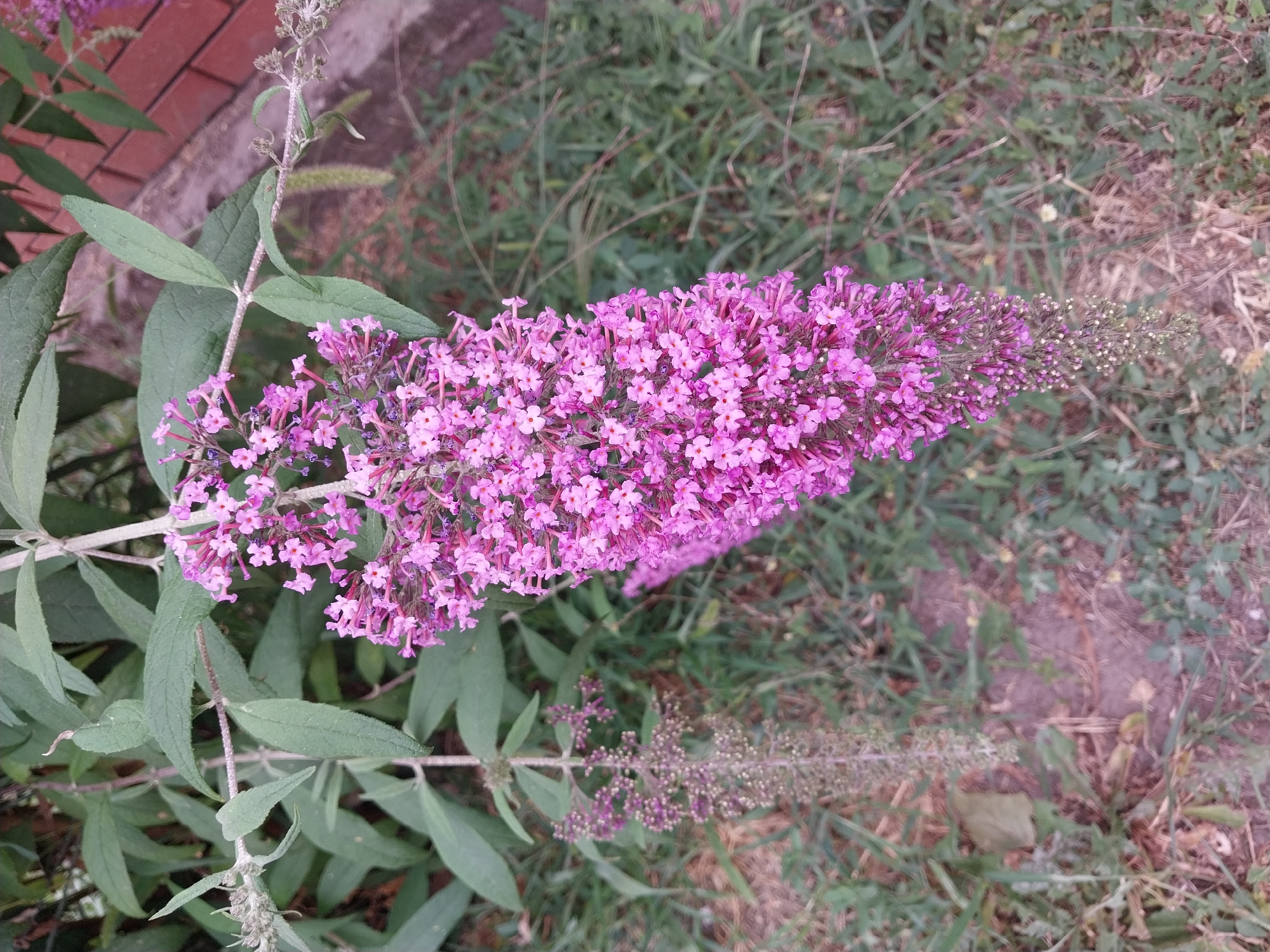 The image shows a close-up of a flowering plant with clusters of small, bright pink flowers. The plant has long, slender green leaves and is set against a backdrop of dry grass and a brick wall. The lighting suggests it is daytime. The overall scene is outdoors, likely in a garden or yard. No specific location in Dnipro, Ukraine, can be determined from the image alone.