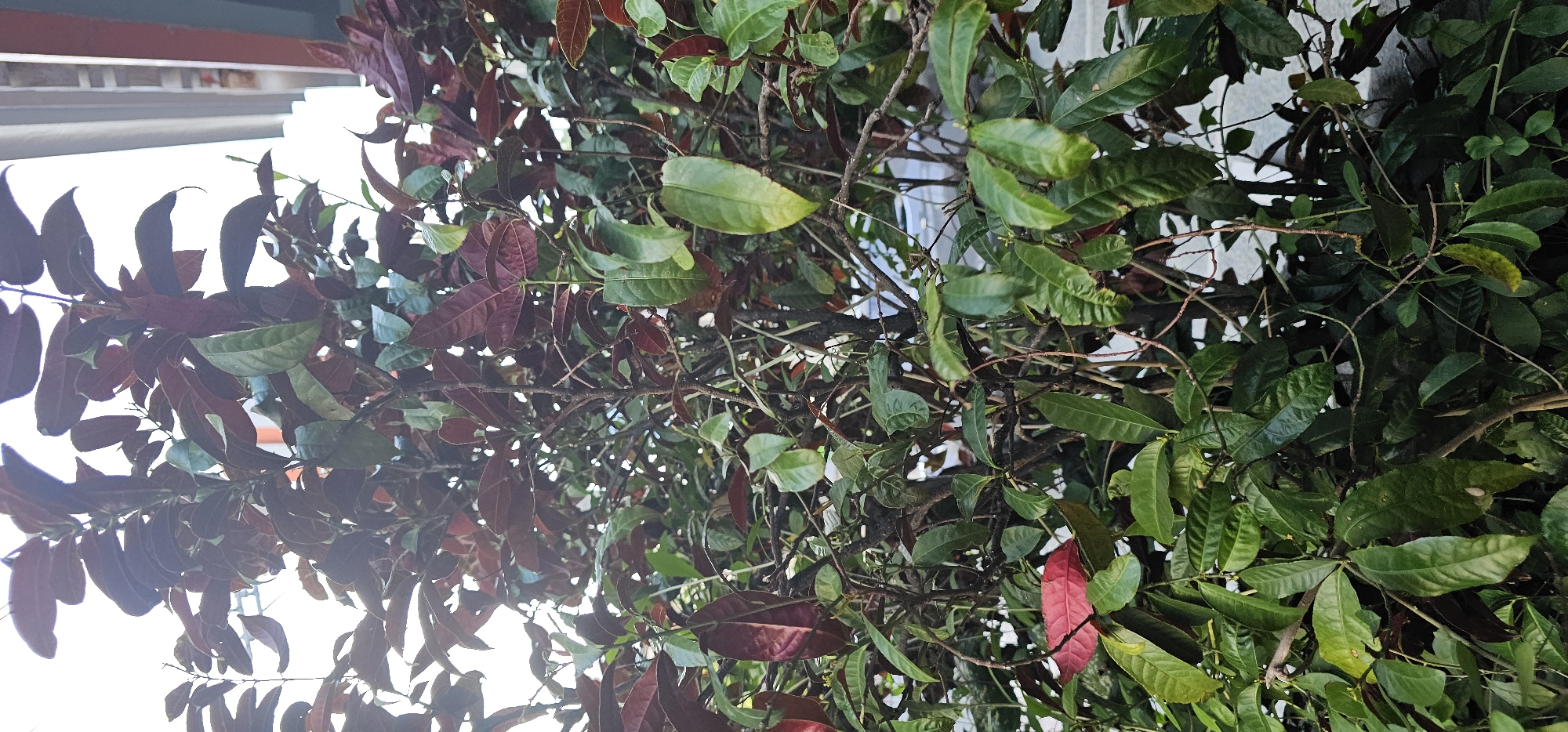 The image depicts a close-up view of a dense bush with numerous leaves, some of which are a deep reddish-purple and others a vibrant green. The bush is full of branches and has a natural, slightly unkempt appearance. The background is blurred, suggesting the bush is outdoors. Hints of man-made structures, possibly a building facade with vertical elements and a wall, are faintly visible behind the foliage. The lighting suggests it is daytime. The scene is devoid of any people or animals. There are no discernible actions or interactions occurring. The location is identified as being in the city of Makati, Philippines.