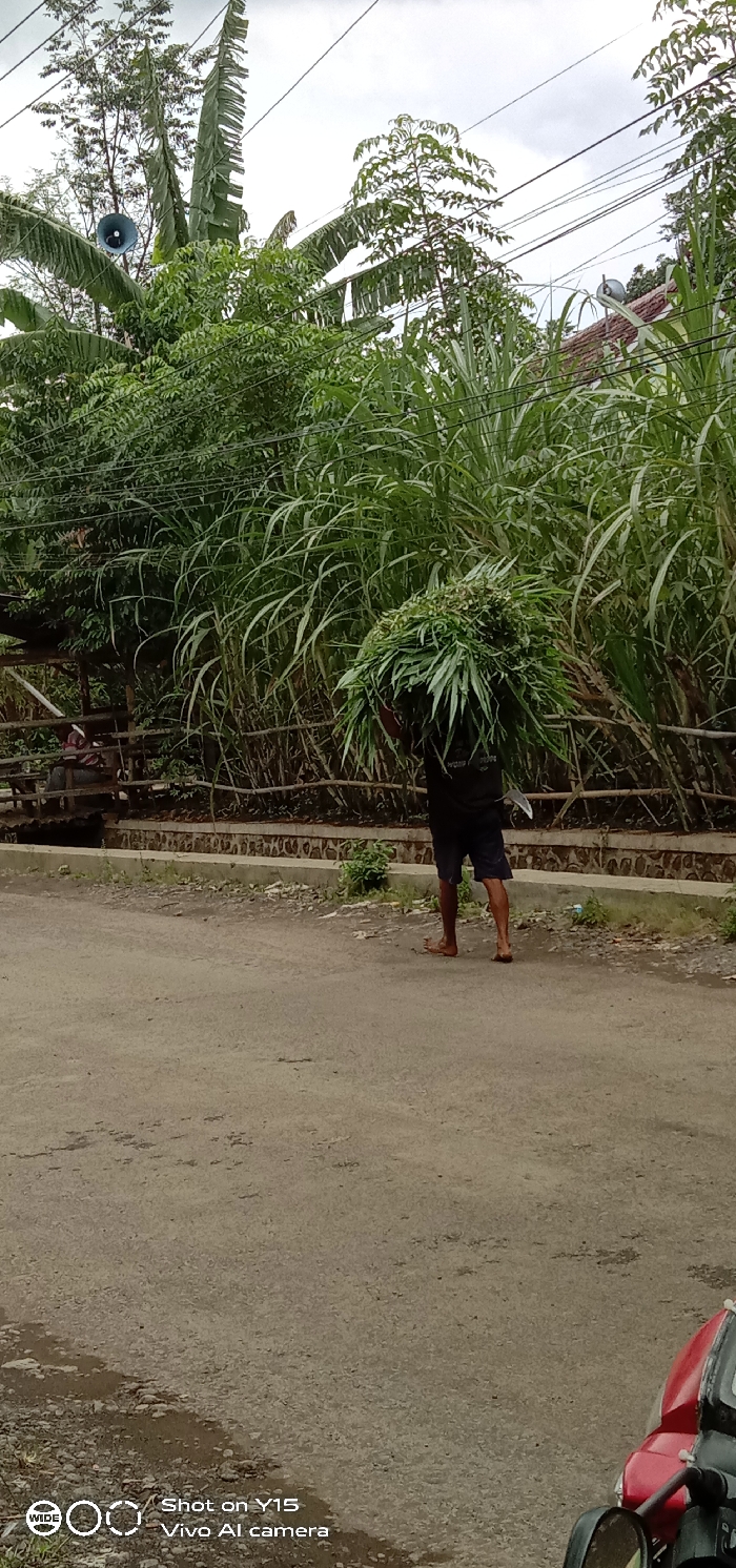 A person carries a large bundle of leafy greens on their back. They are walking barefoot on a dirt road near a row of tall grass. A bridge with a person seated on it is visible in the background. The scene is lush with foliage and trees, including a banana tree. Power lines stretch across the sky, and a speaker is mounted high in one of the trees. A red scooter is partially visible in the lower right corner.