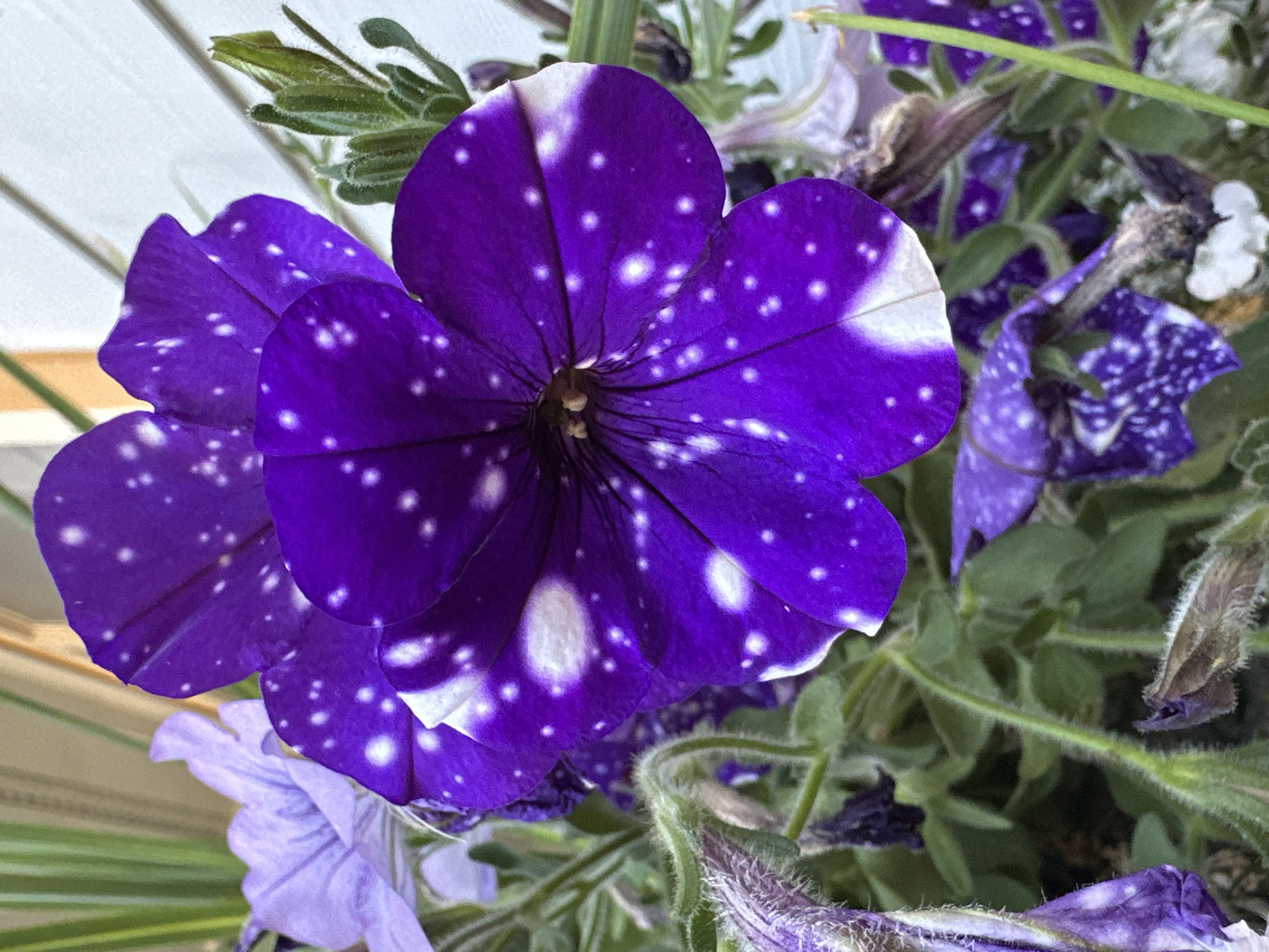 The image shows a close-up of several purple petunia flowers with white speckled markings. The flowers are in bloom and appear to be growing in a garden or planter. The background is slightly blurred but suggests an outdoor environment with some greenery and a light-colored structure, possibly a fence or wall. The location is identified as Lynnwood, United States. There are no people or animals visible in the image.
