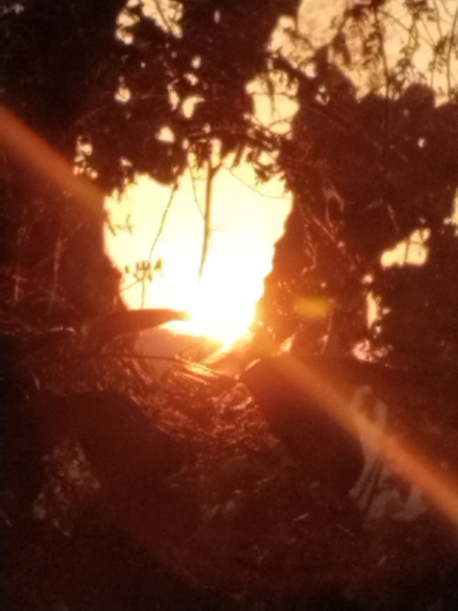 The image captures a silhouetted scene under intense backlighting, likely from the setting or rising sun. The central bright light source, casting strong lens flares, illuminates a dense, dark foreground of what appears to be foliage and tree branches.
**Subjects:** The primary subjects are several human figures, heavily silhouetted and partially obscured by the surrounding vegetation. One figure, located in the upper middle-right area, is clearly discernible as an armed person, appearing to hold a rifle or similar weapon, positioned amidst the branches. Other indistinct human-like shapes suggest additional figures within the shadowy environment.
**Objects:** A rifle is visible in silhouette. Dense tree branches and foliage dominate the foreground and sides of the frame.
**Scene:** The scene is an outdoor, natural environment, possibly a forest, jungle, or dense bush, characterized by thick vegetation.
**Activity or event taking place:** The figures appear to be positioned within or moving through the dense foliage. The presence of an armed individual suggests a context of vigilance, observation, patrol, or potentially a hidden position, though the exact activity remains ambiguous due to the silhouetting.
**Notable details:**
* **Time of day:** The intense warm light and deep shadows indicate either sunrise or sunset (golden hour).
* **Weather:** The sky around the light source appears clear.
* **Location cues:** The dense vegetation suggests a wilderness or forested area. No specific landmarks are visible.
* **Emotions:** Cannot be determined from the silhouettes.
**Visible text:** None.