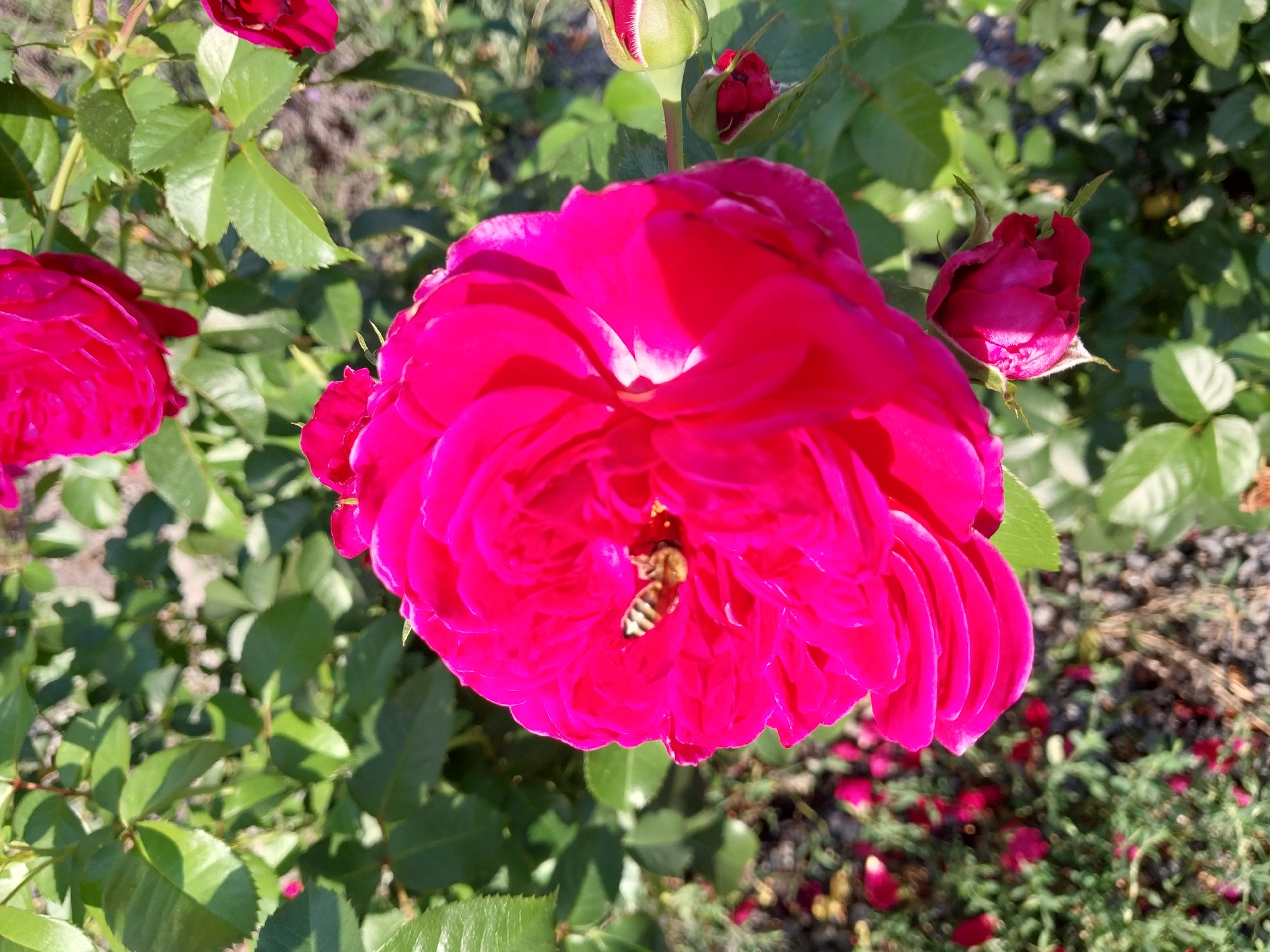 A close-up, high-angle shot captures a bright pink rose in full bloom, with a bee visible in its petals. The rose is the primary subject, dominating the center of the frame, and its velvety petals are illuminated by sunlight. Several rose buds, one in focus and another slightly blurred, are positioned to the right of the main bloom. The background consists of green foliage and hints of other pink roses scattered on the ground, suggesting a garden setting. The scene is likely outdoors, given the natural lighting and the presence of plants and a bee. The image does not provide any specific information to place it within the city of Doslidne, Ukraine.